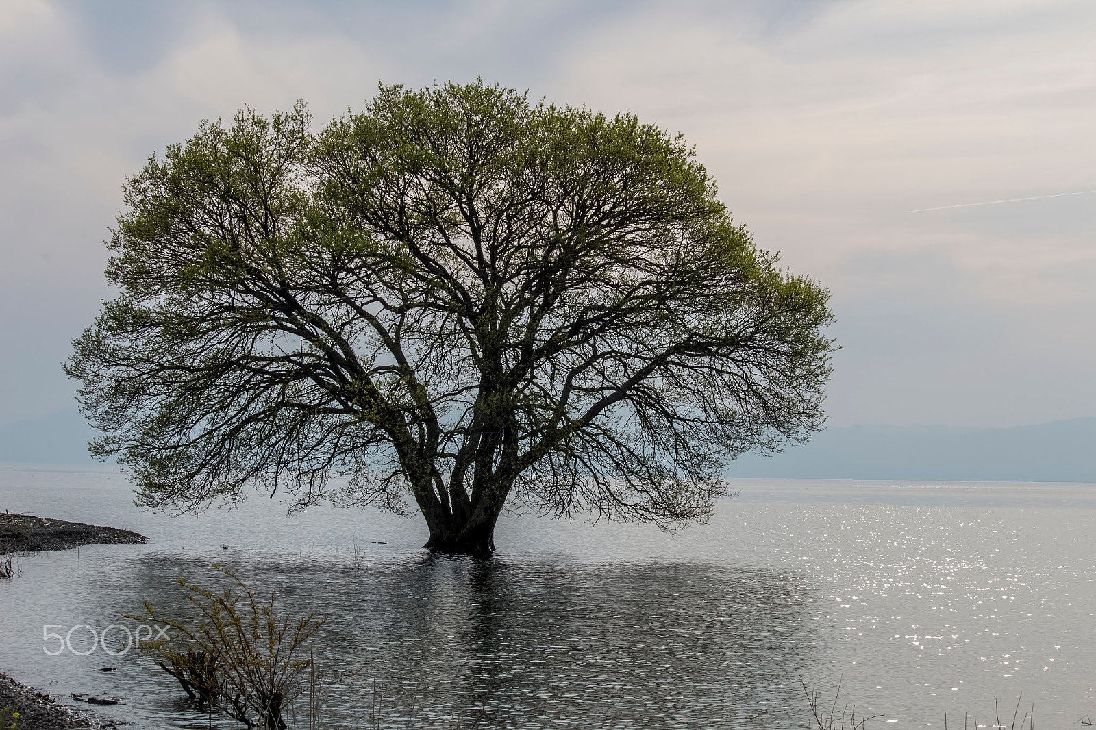 Canon EOS 700D (EOS Rebel T5i / EOS Kiss X7i) sample photo. A tree in the lake photography