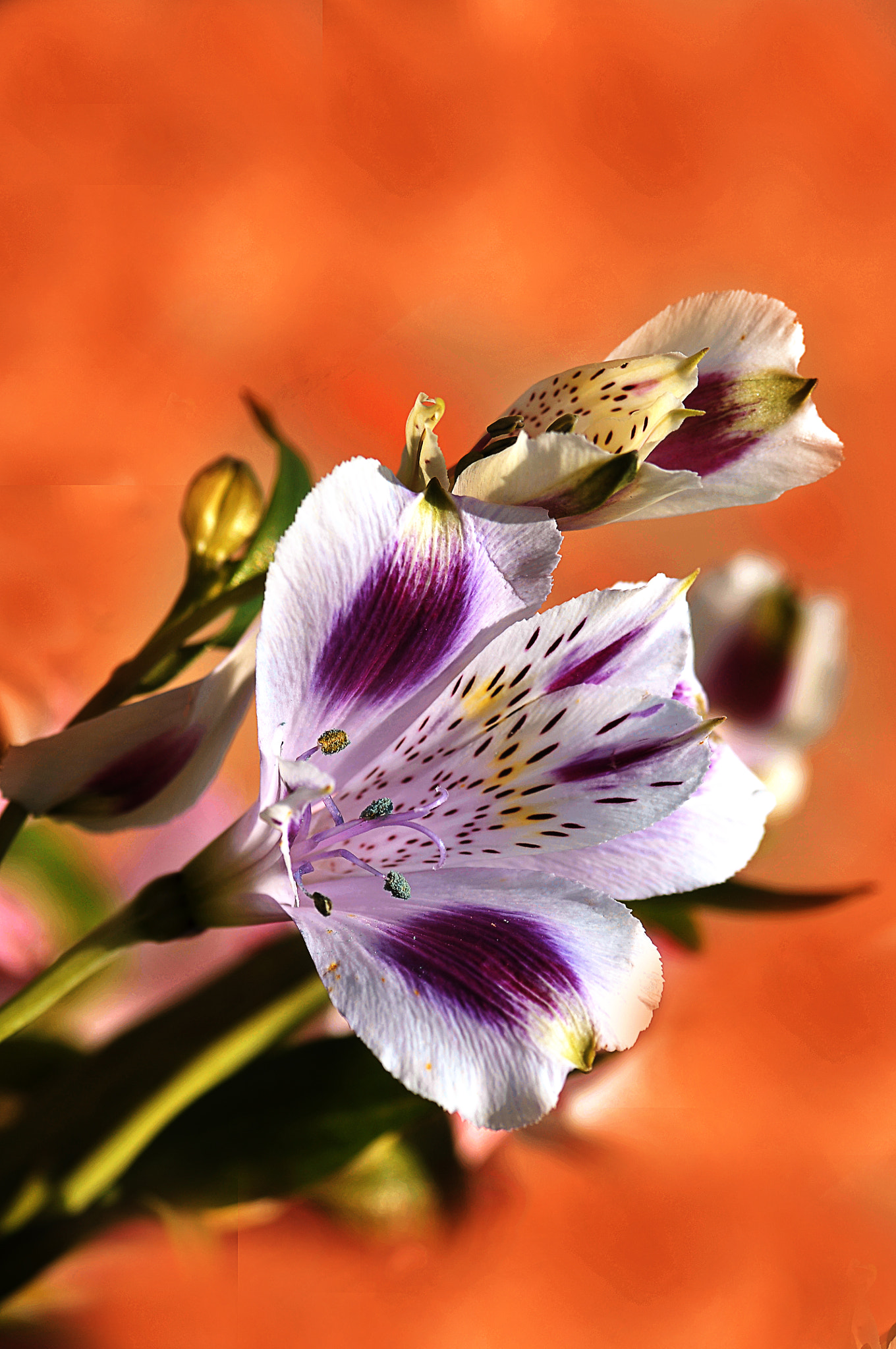 Nikon D300 + AF Micro-Nikkor 105mm f/2.8 sample photo. Цветы photography