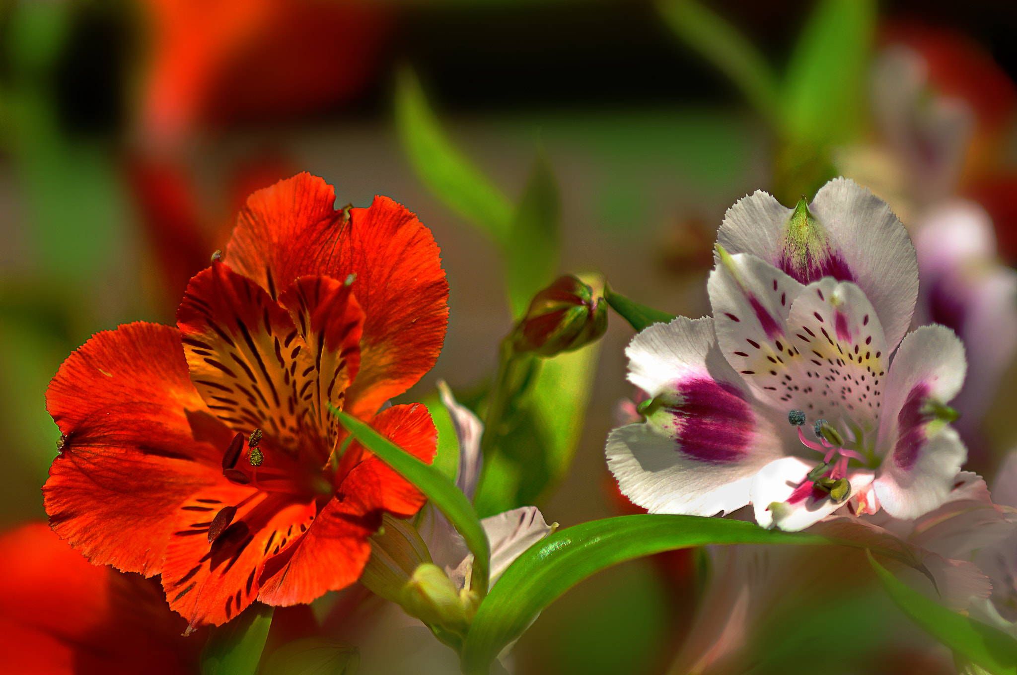 AF Micro-Nikkor 105mm f/2.8 sample photo. Цветы photography