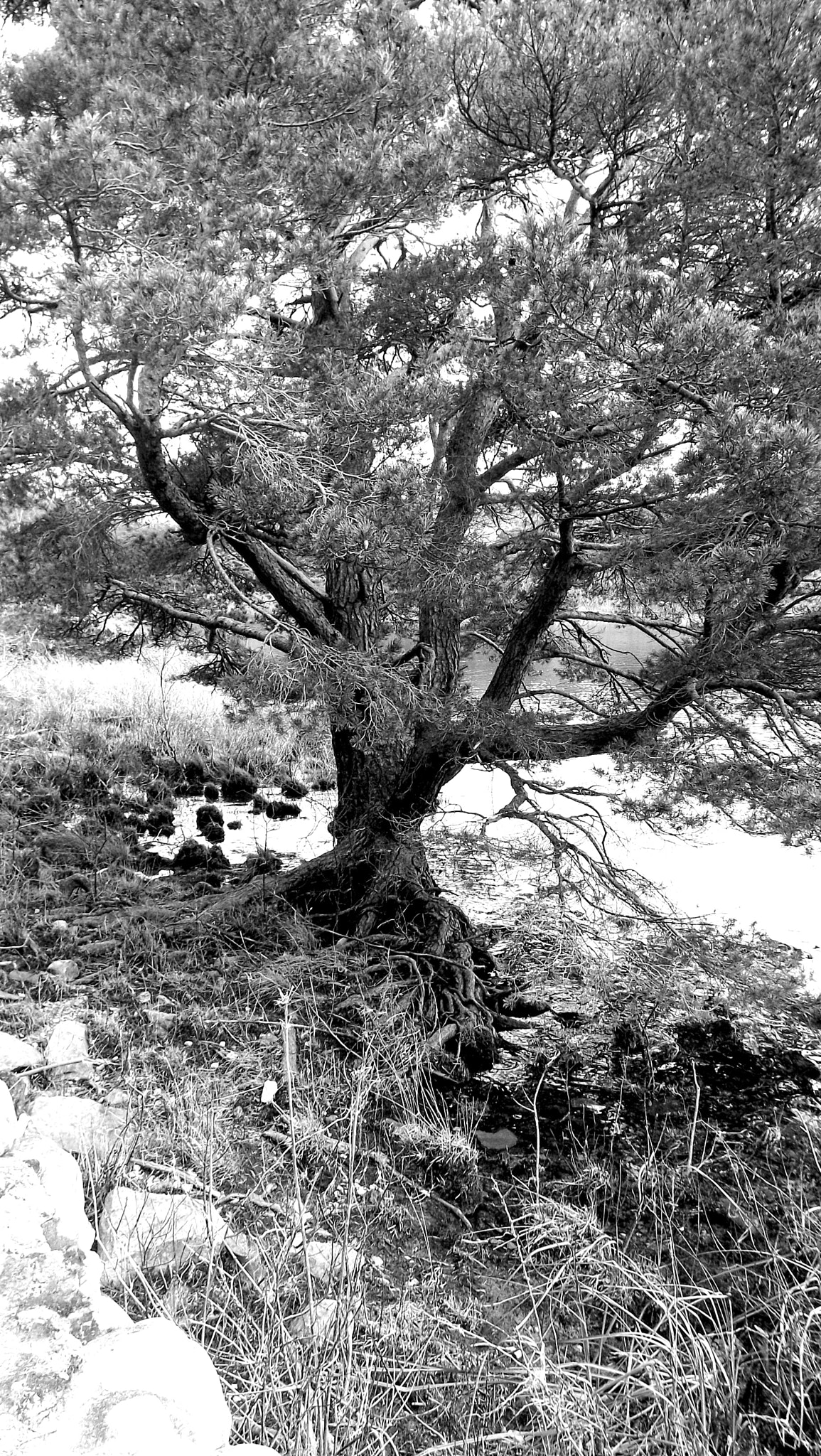 Fujifilm FinePix S4700 sample photo. Muckross lake tree bw photography