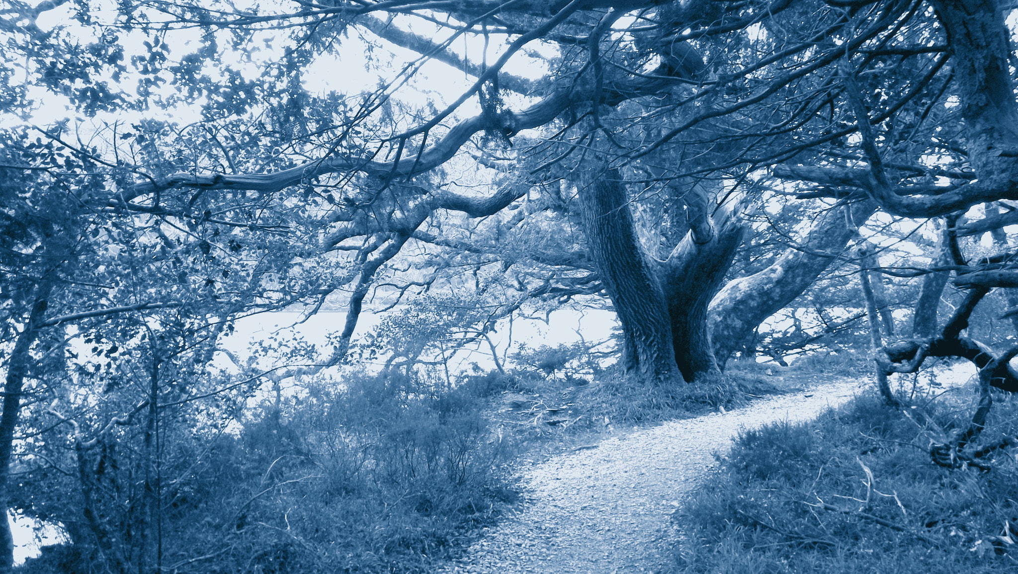 Fujifilm FinePix S4700 sample photo. Trees by muckross lake photography