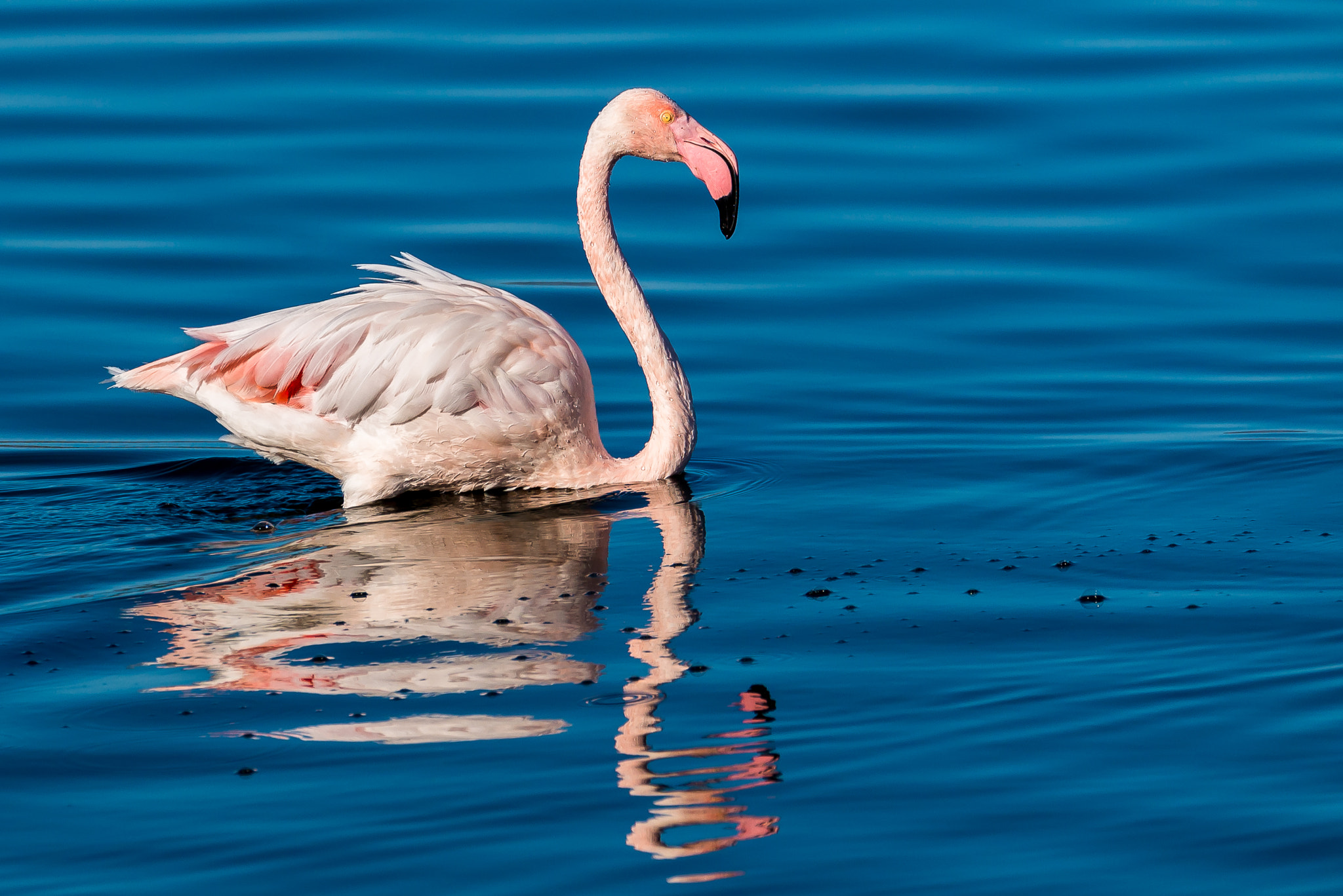 Sigma 150-600mm F5-6.3 DG OS HSM | S sample photo. Greater flamingo photography