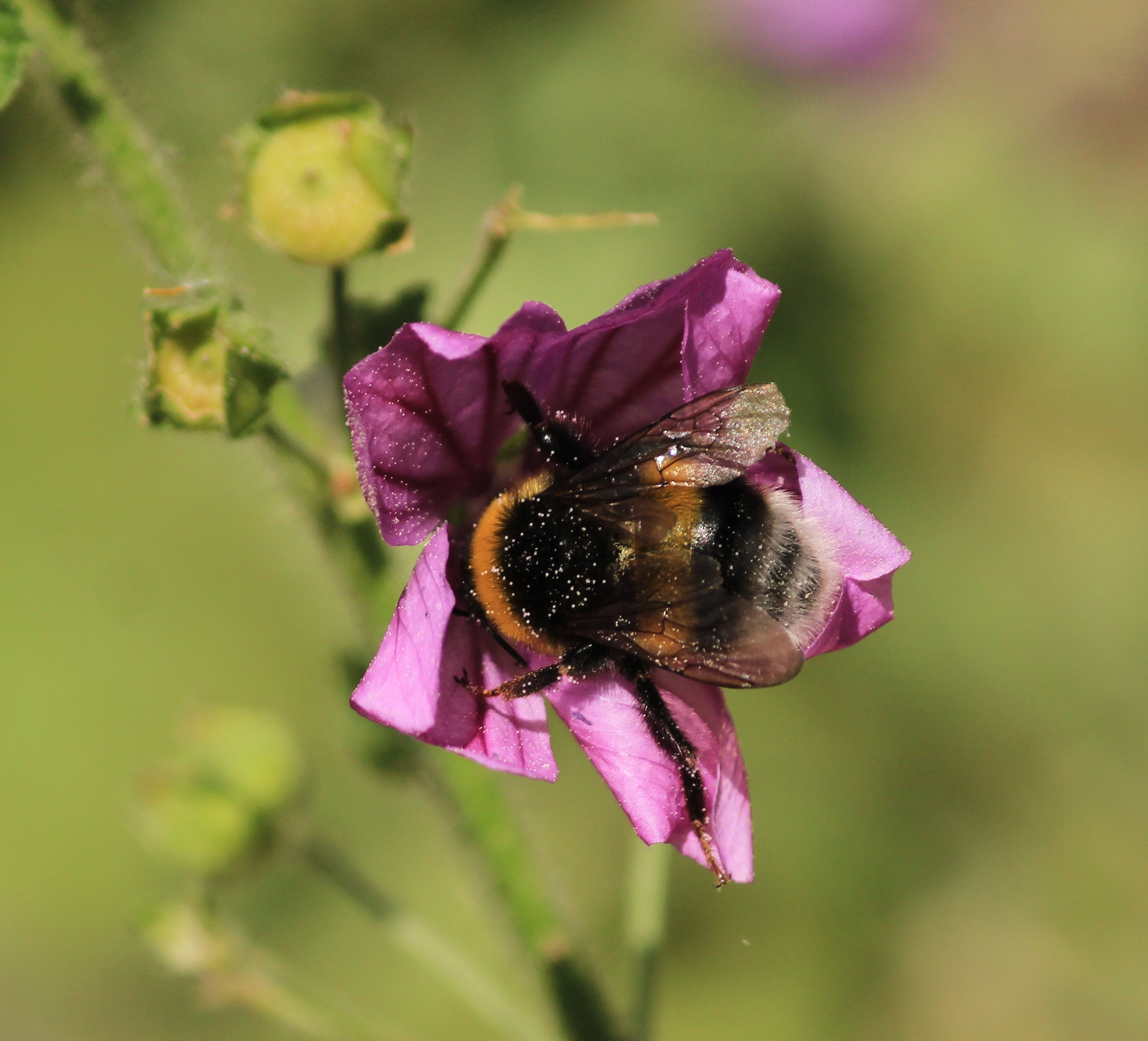 Canon EF-S 55-250mm F4-5.6 IS II sample photo
