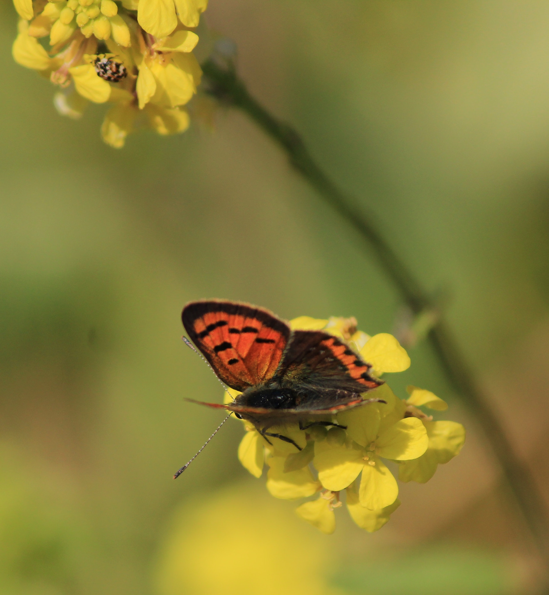 Canon EF-S 55-250mm F4-5.6 IS II sample photo