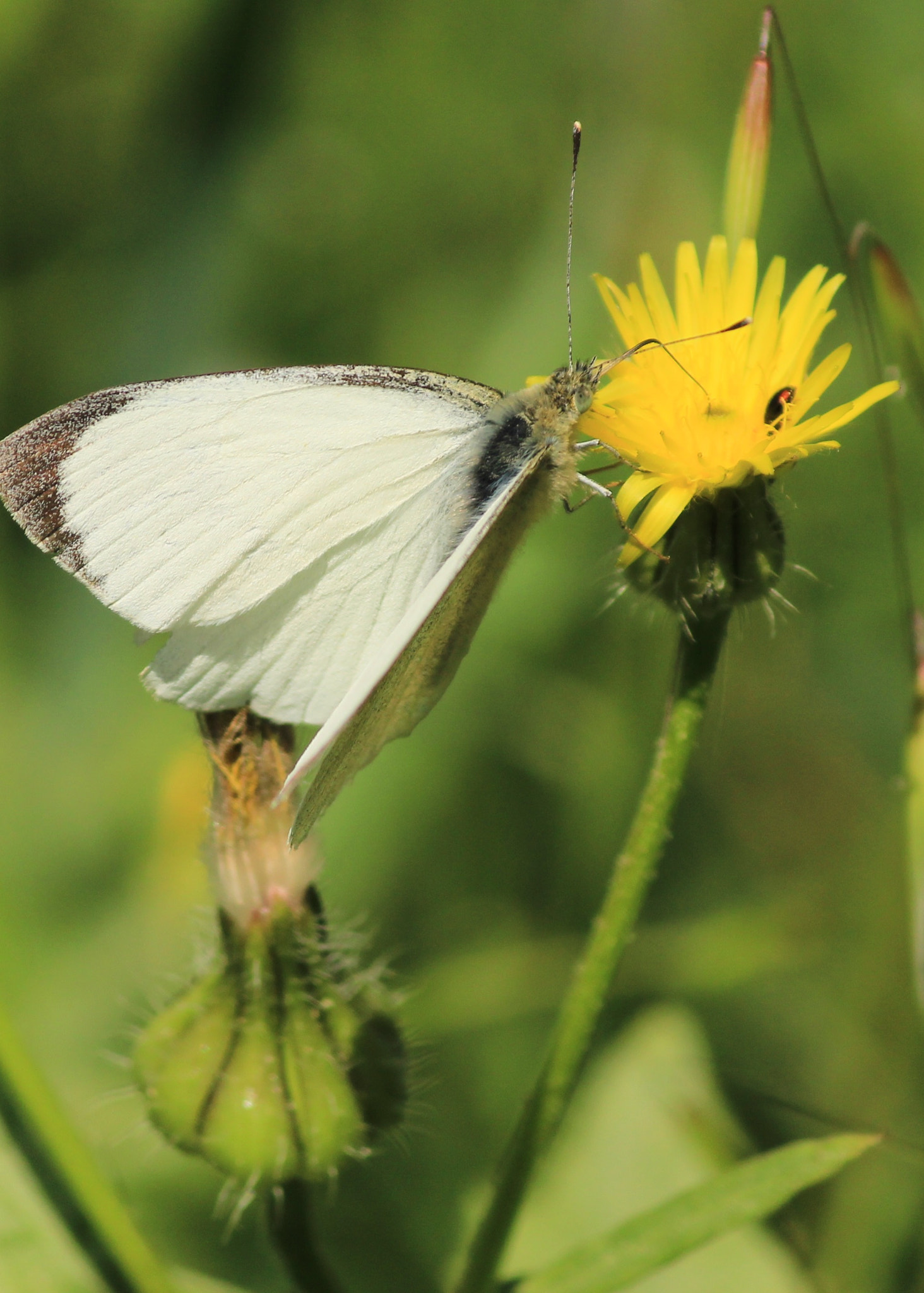 Canon EF-S 55-250mm F4-5.6 IS II sample photo
