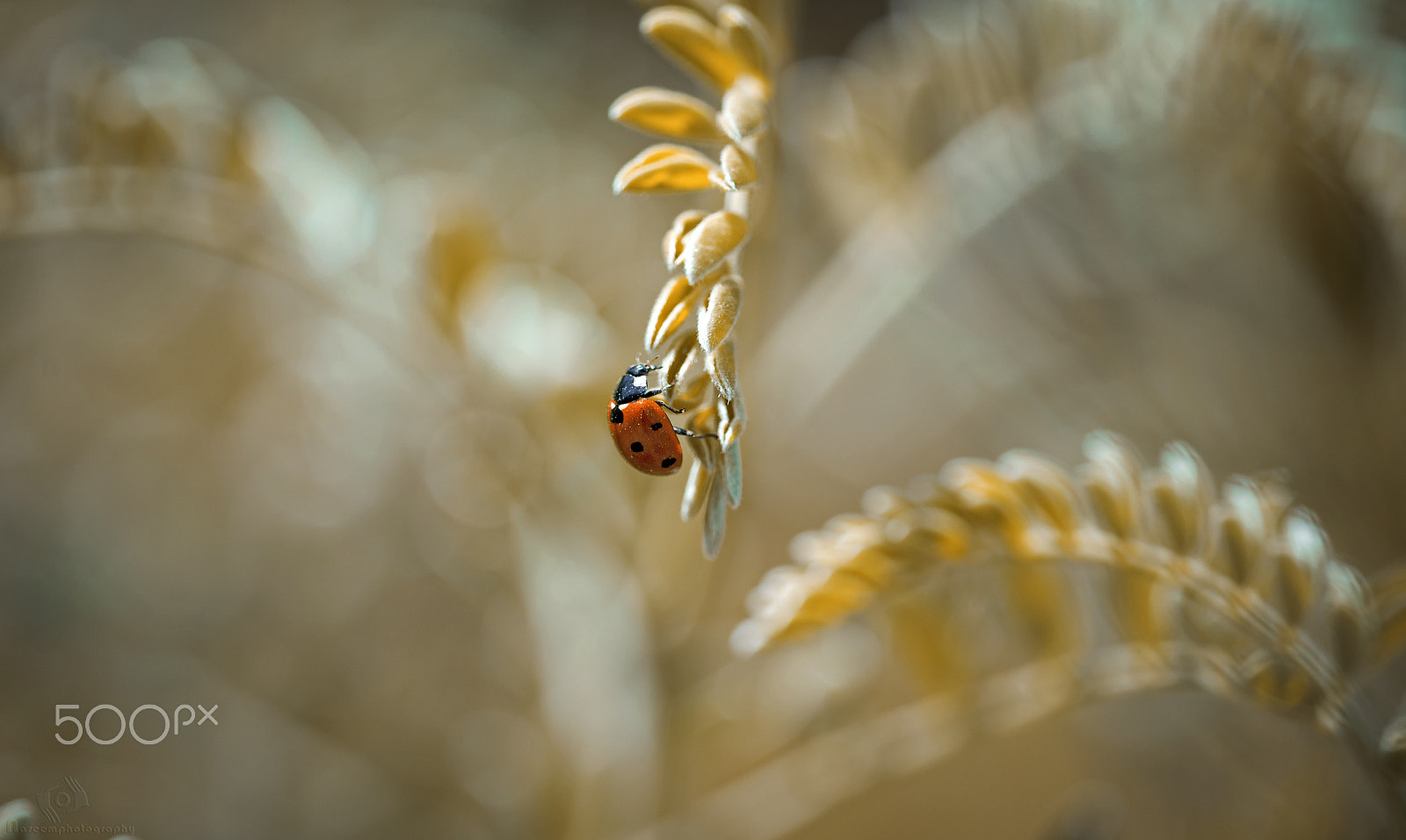 Nikon D610 + Nikon AF Micro-Nikkor 200mm F4D ED-IF sample photo. Ladybug photography