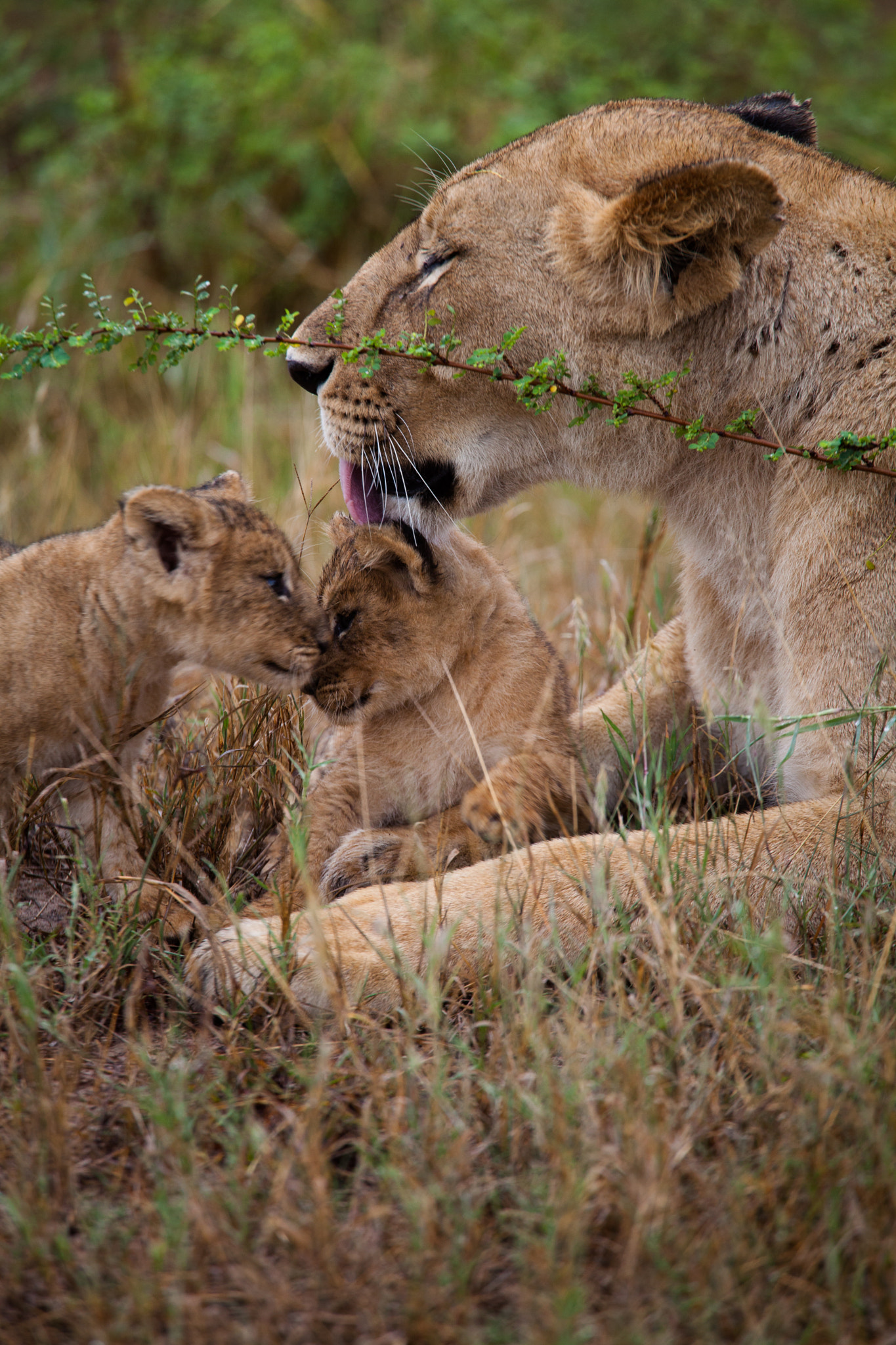 Canon EF 70-200mm F4L USM sample photo. That's amore... photography