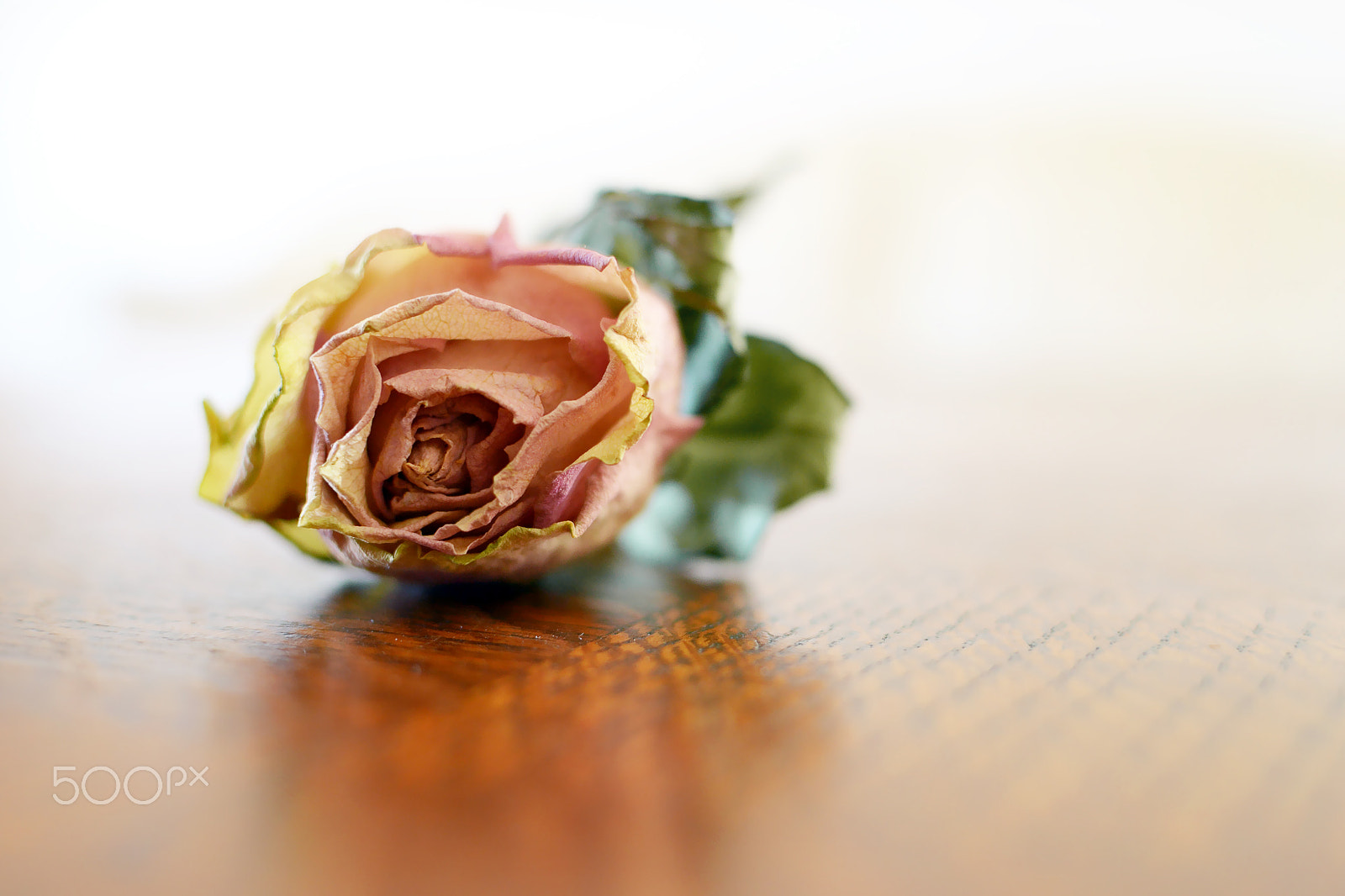 AF Zoom-Nikkor 35-105mm f/3.5-4.5D sample photo. Bellissima rosa appassita photography