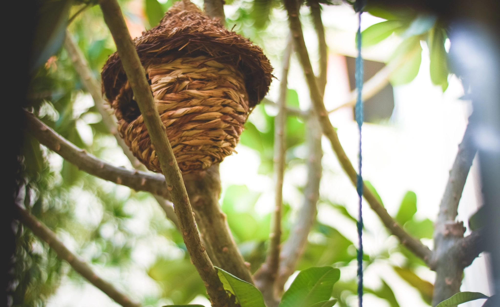 Nikon D5500 + Nikon AF Nikkor 50mm F1.8D sample photo. Magical habitat photography