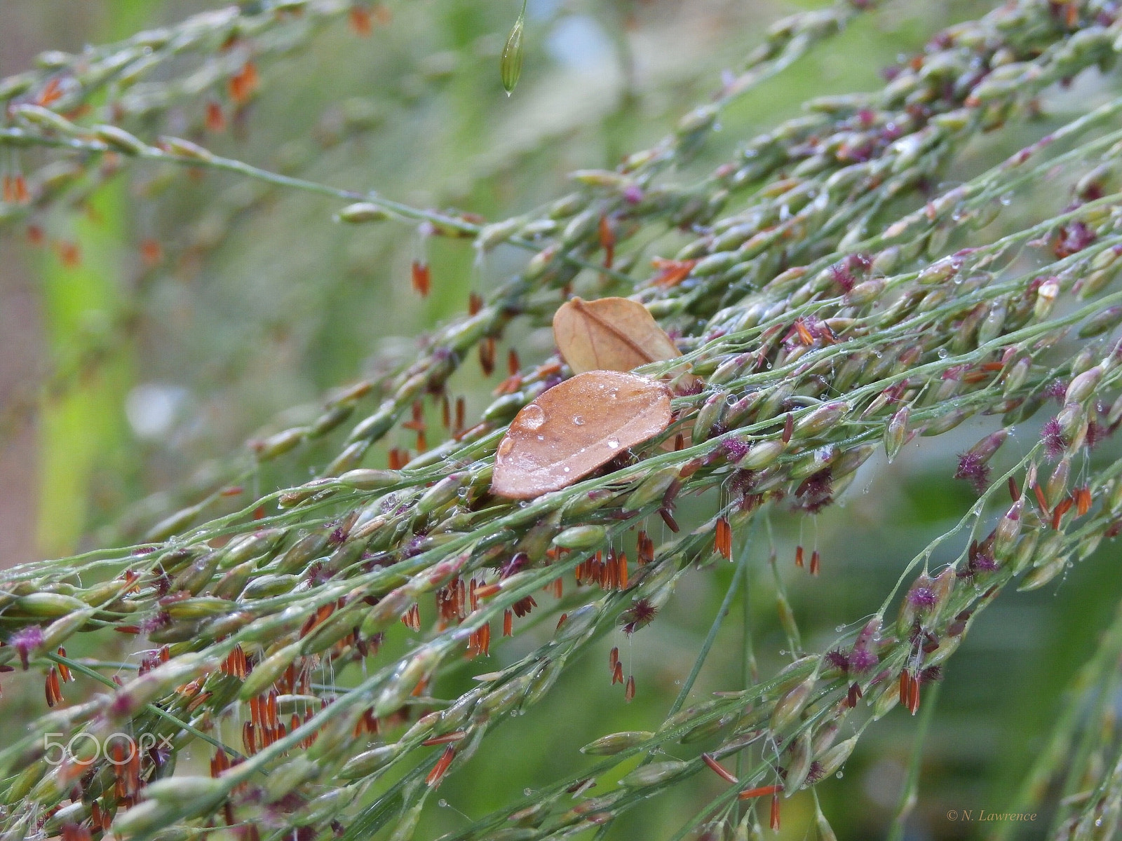 Olympus SZ-15,DZ-100 sample photo. Leaf on blooming aki grass (also known as buffalo grass), seed heads. kaua'i, hawaii. photography