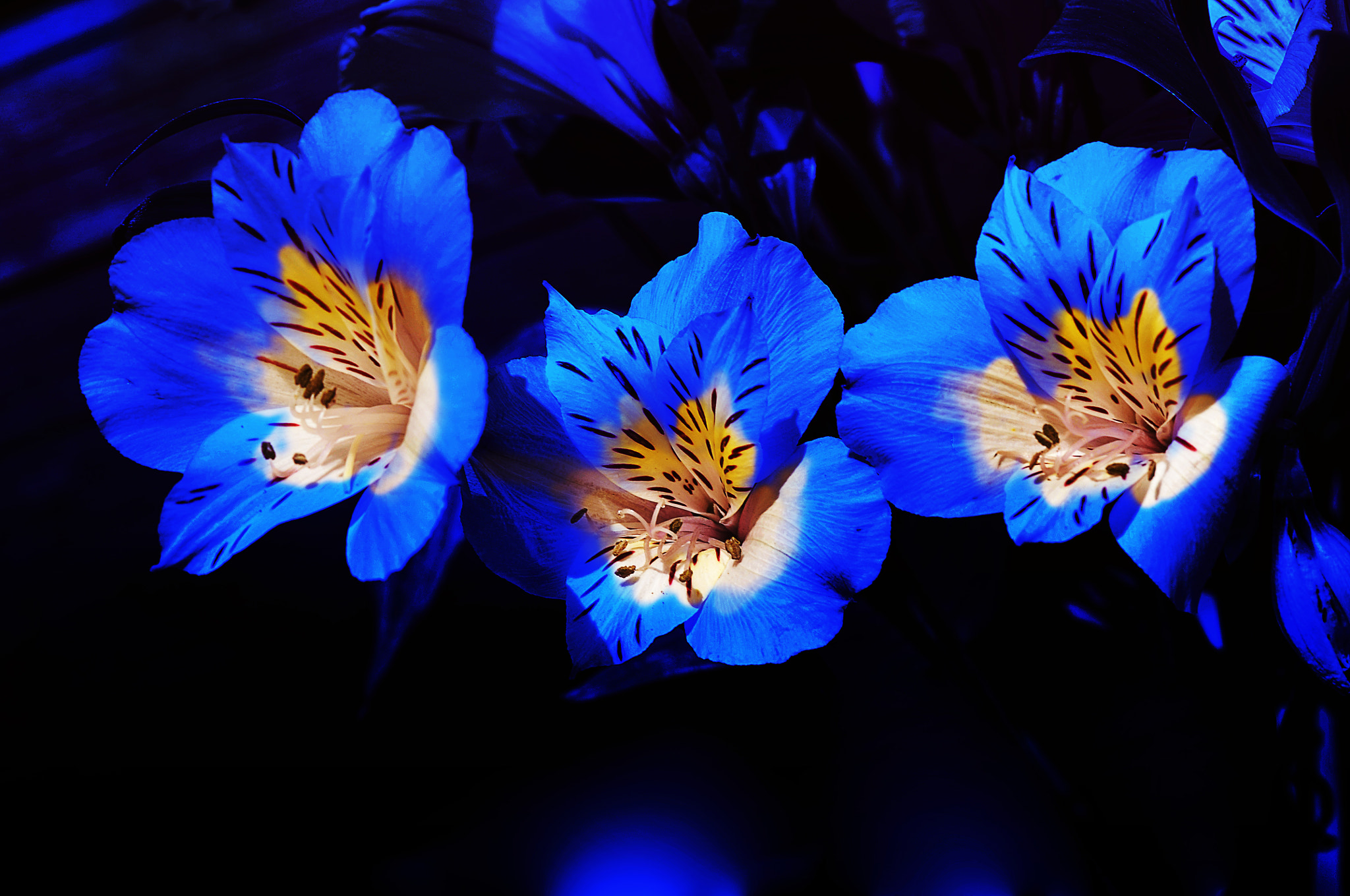 AF Micro-Nikkor 105mm f/2.8 sample photo. Цветы photography