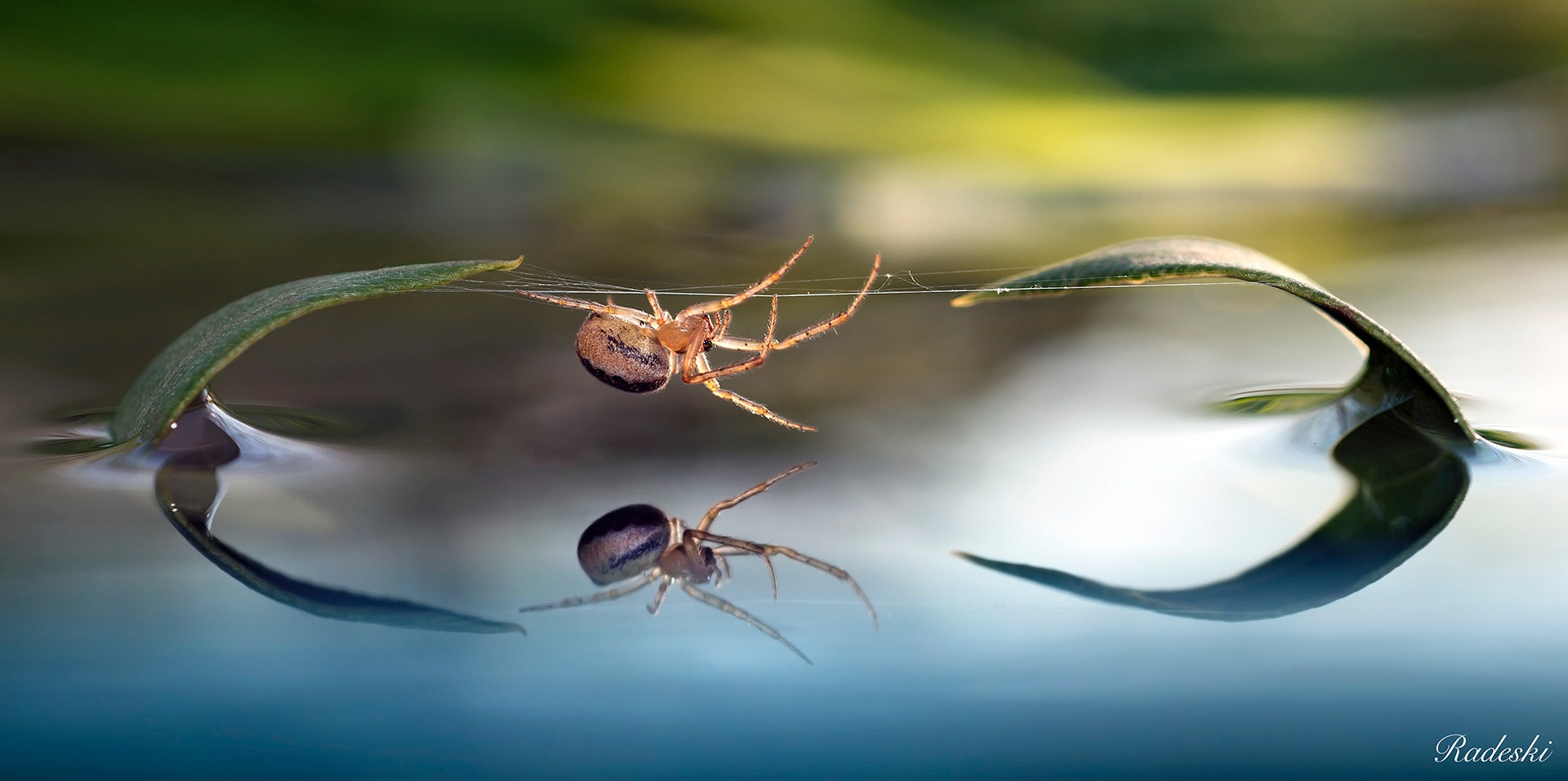 Nikon D800E + Nikon AF Micro-Nikkor 60mm F2.8D sample photo. Ragno acrobata photography