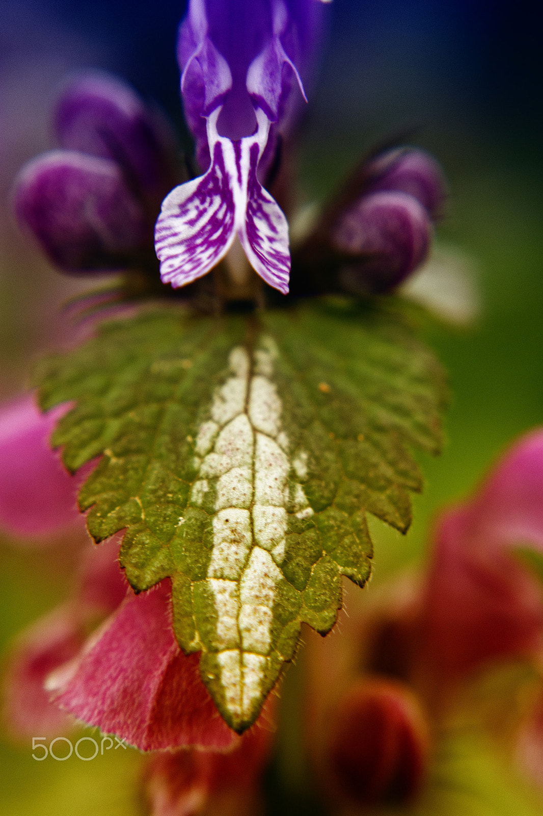 Samsung NX 20-50mm F3.5-5.6 ED sample photo. Flower - bi color(cep 4) photography