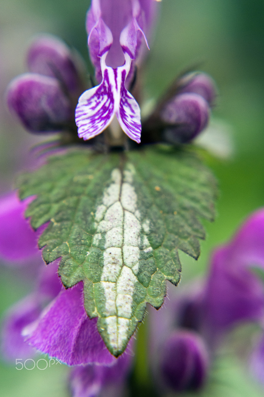 Samsung NX 20-50mm F3.5-5.6 ED sample photo. Flower photography