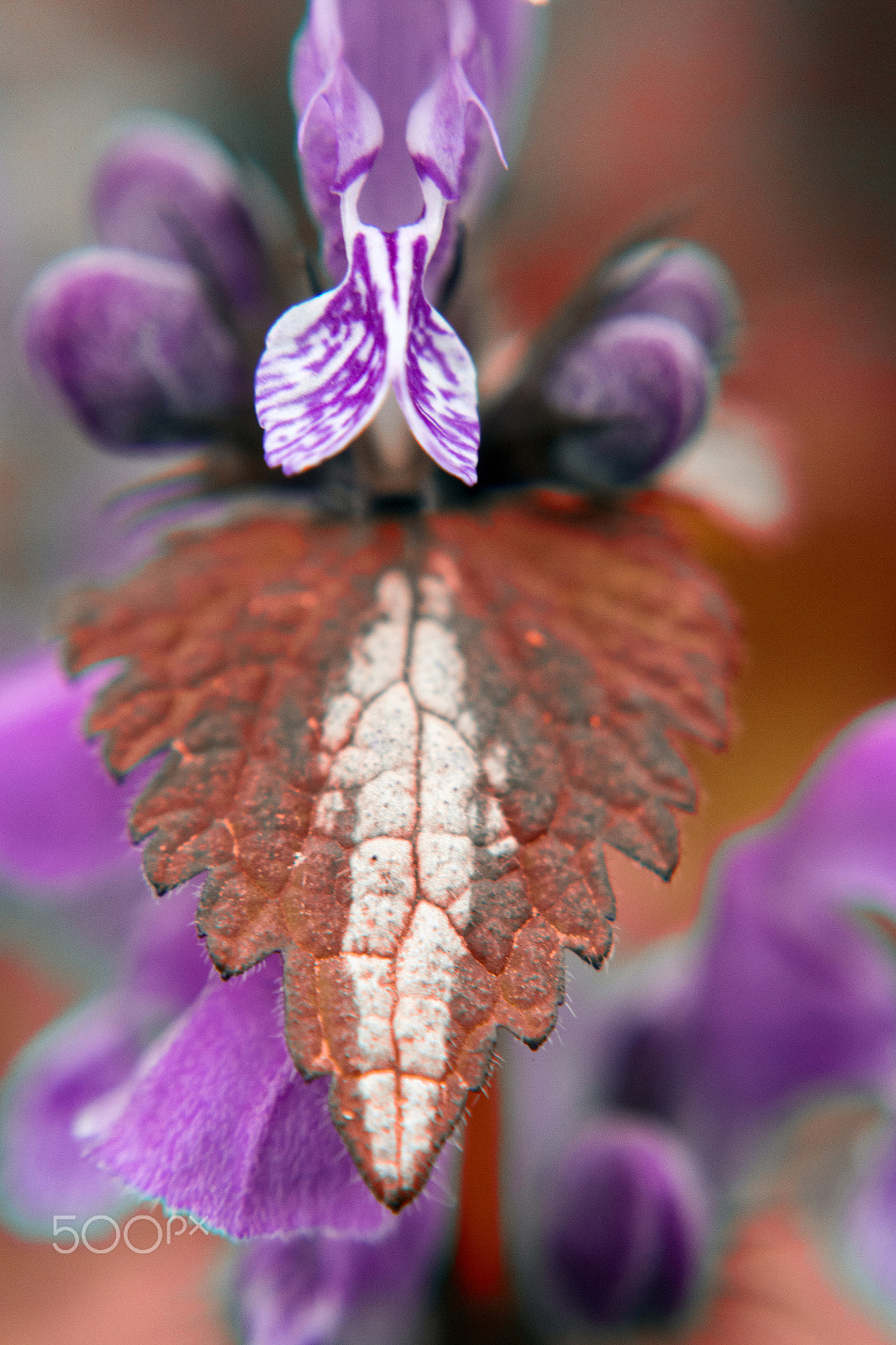 Samsung NX 20-50mm F3.5-5.6 ED sample photo. Flower (is) photography