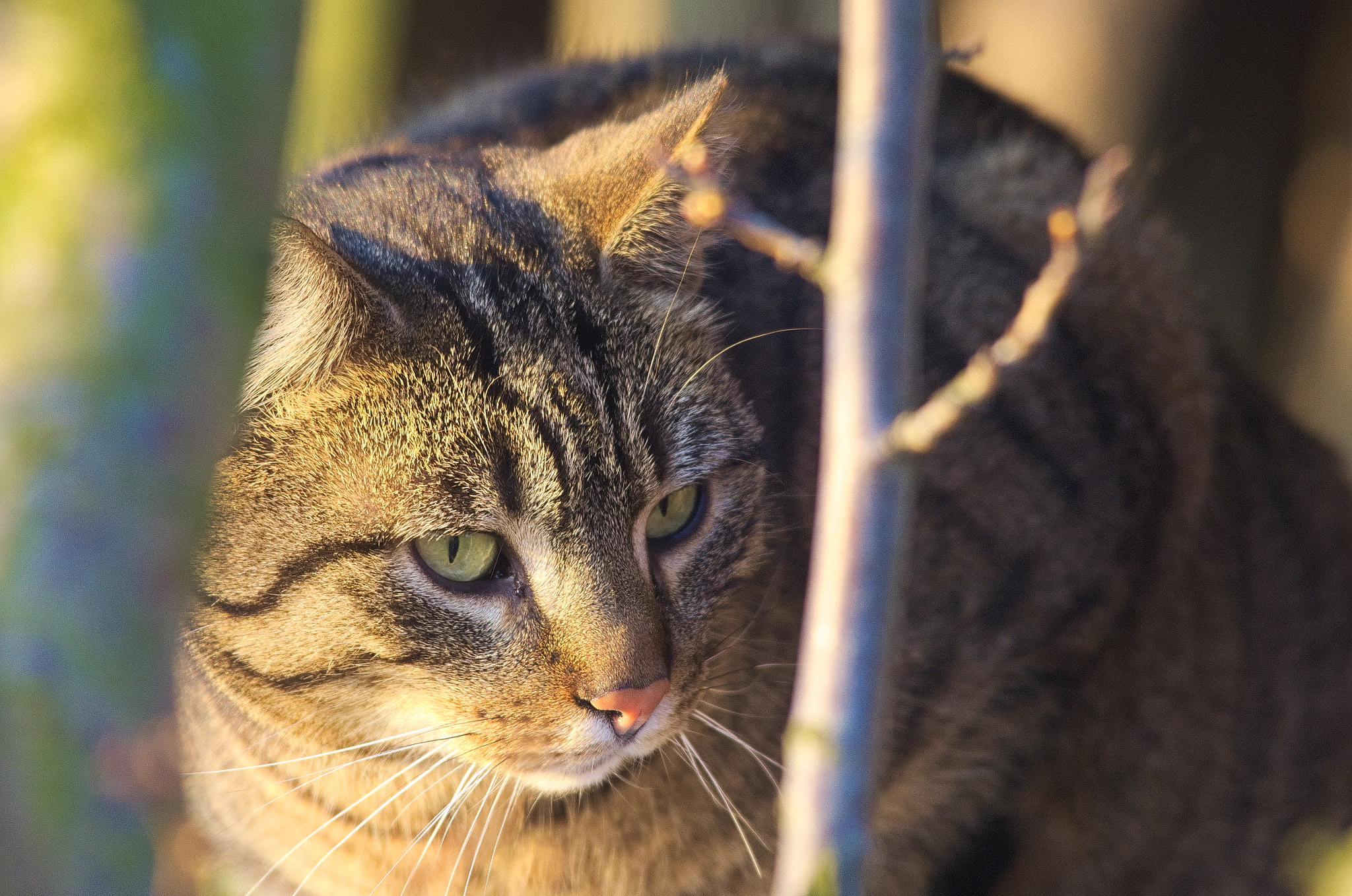 Sigma 150-500mm F5-6.3 DG OS HSM sample photo. Focused cat photography