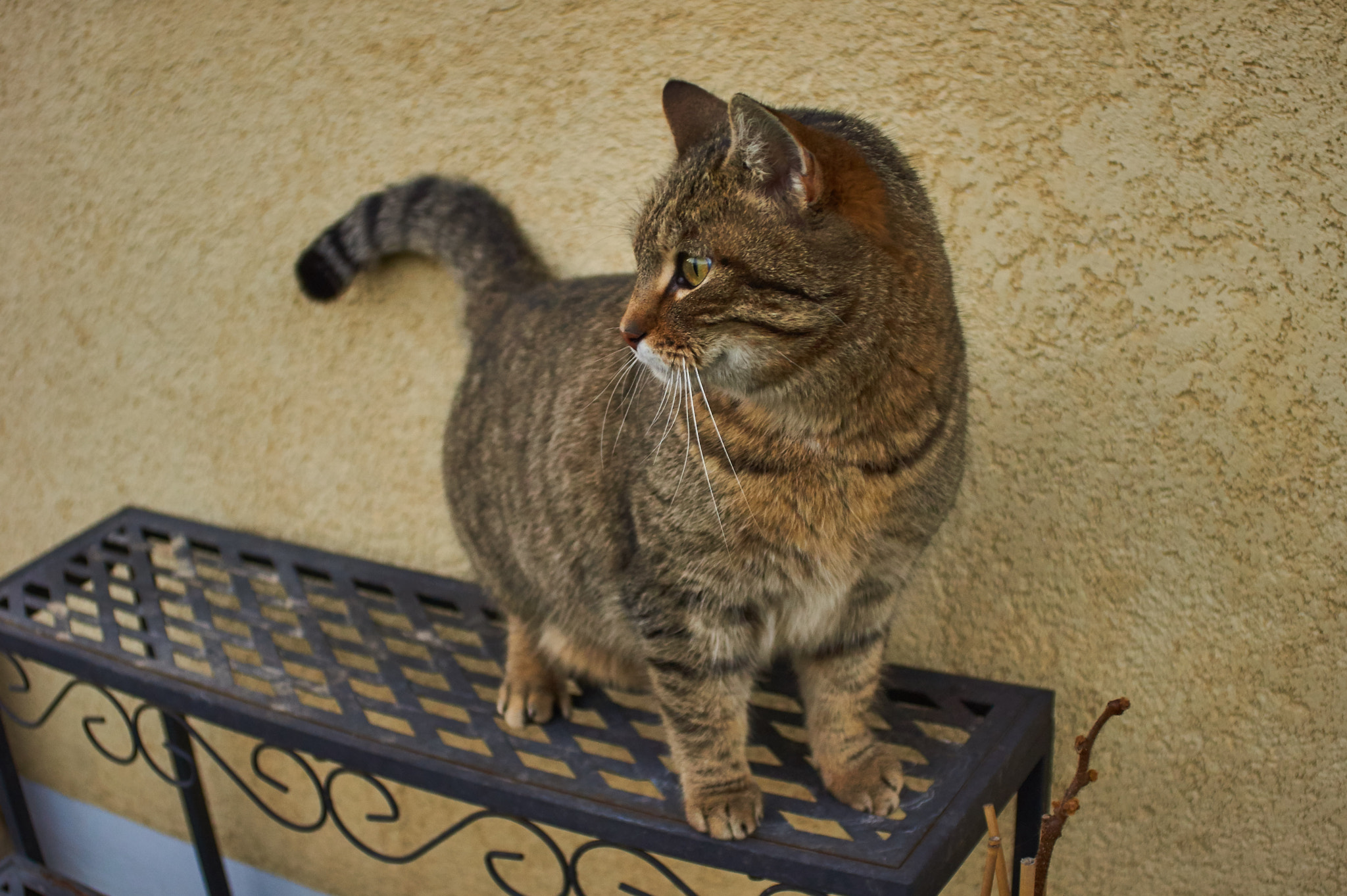 Sony SLT-A33 + 35-70mm F4 sample photo. Cat photography