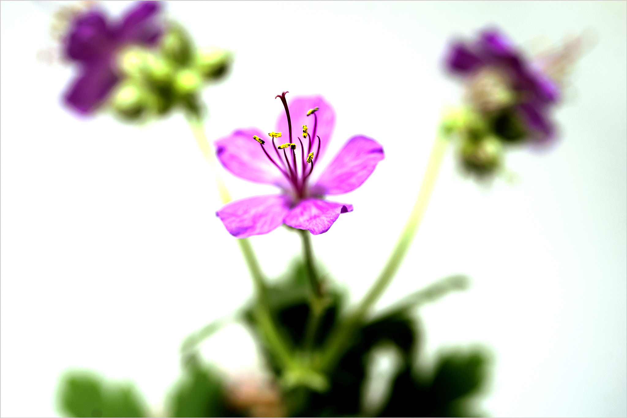 Nikon D700 + AF Micro-Nikkor 60mm f/2.8 sample photo. *** photography
