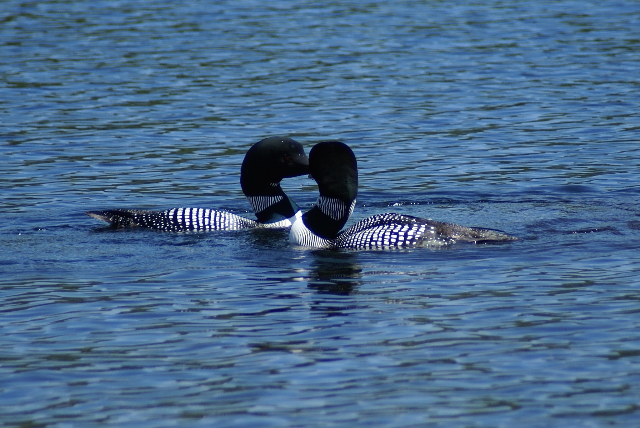 Minolta AF 70-210mm F4.5-5.6 [II] sample photo. Loons of peabody pond photography