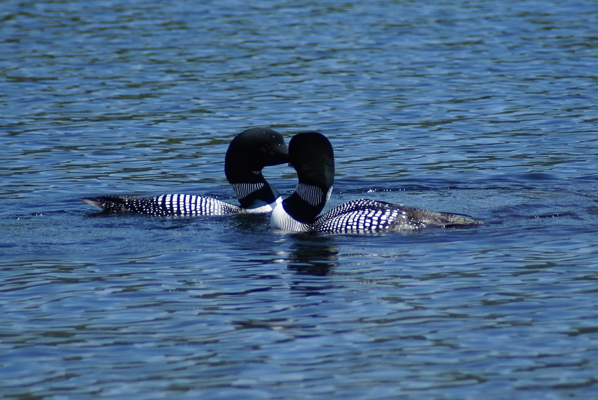 Sony Alpha DSLR-A100 + Minolta AF 70-210mm F4.5-5.6 [II] sample photo. Loons of peabody pond photography