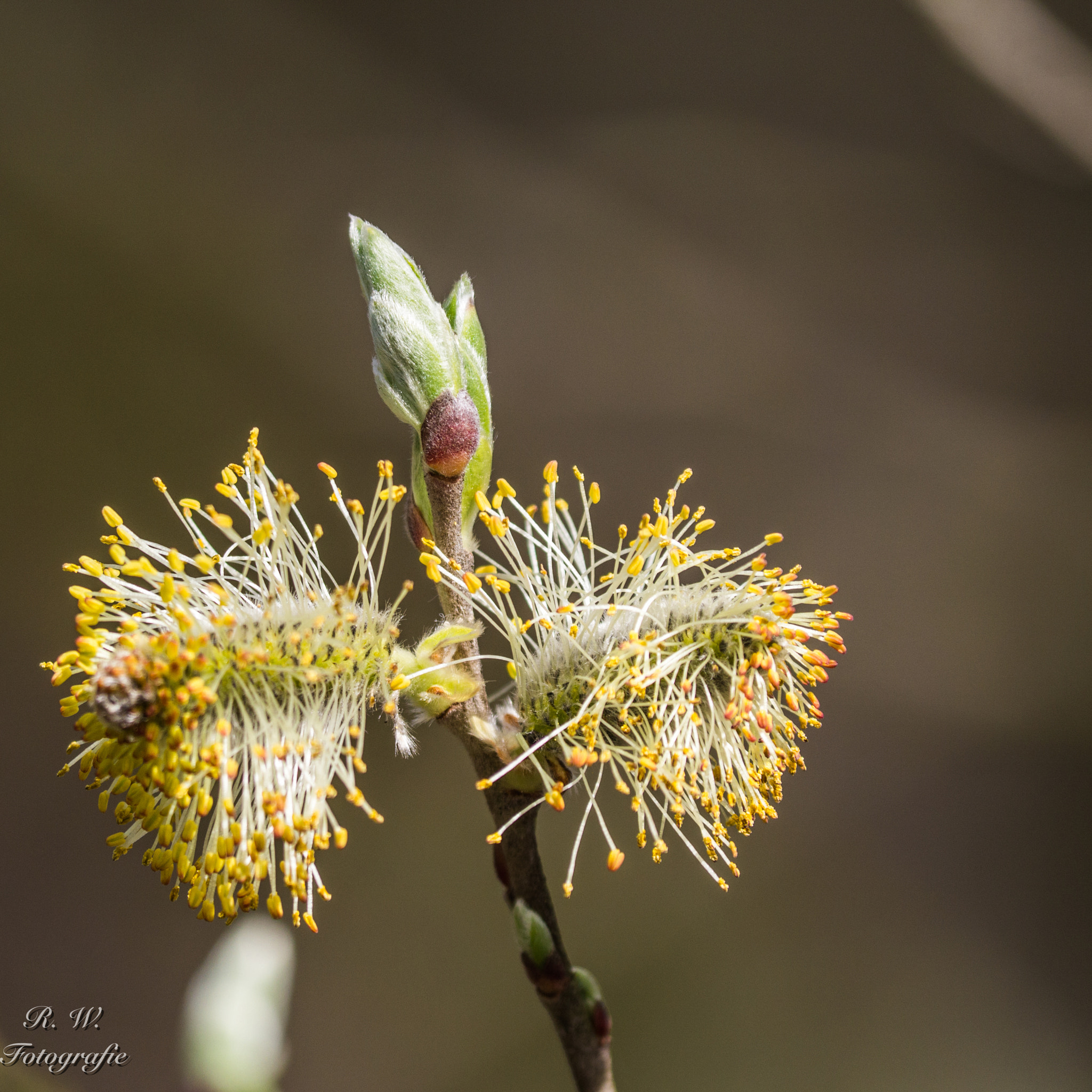 Panasonic Lumix DMC-GH3 sample photo. Frühling / spring photography