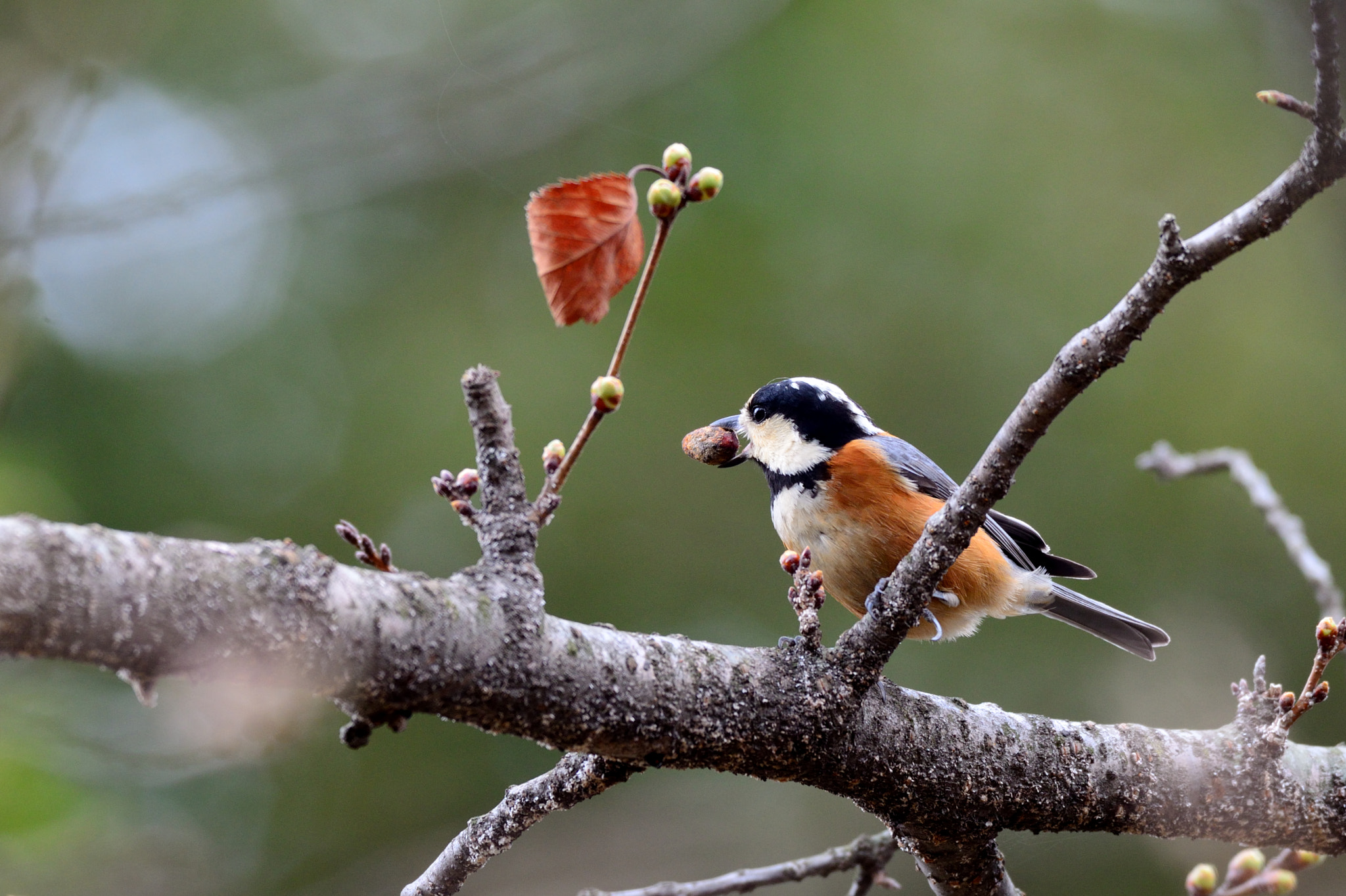 Nikon D7000 + Sigma 500mm F4.5 EX DG HSM sample photo. Varied tit photography