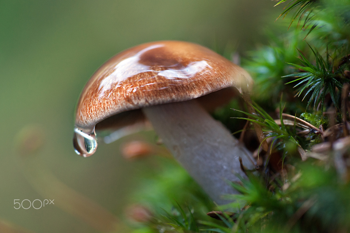 Sony Alpha DSLR-A900 + Minolta AF 100mm F2.8 Macro [New] sample photo. Mushroom photography