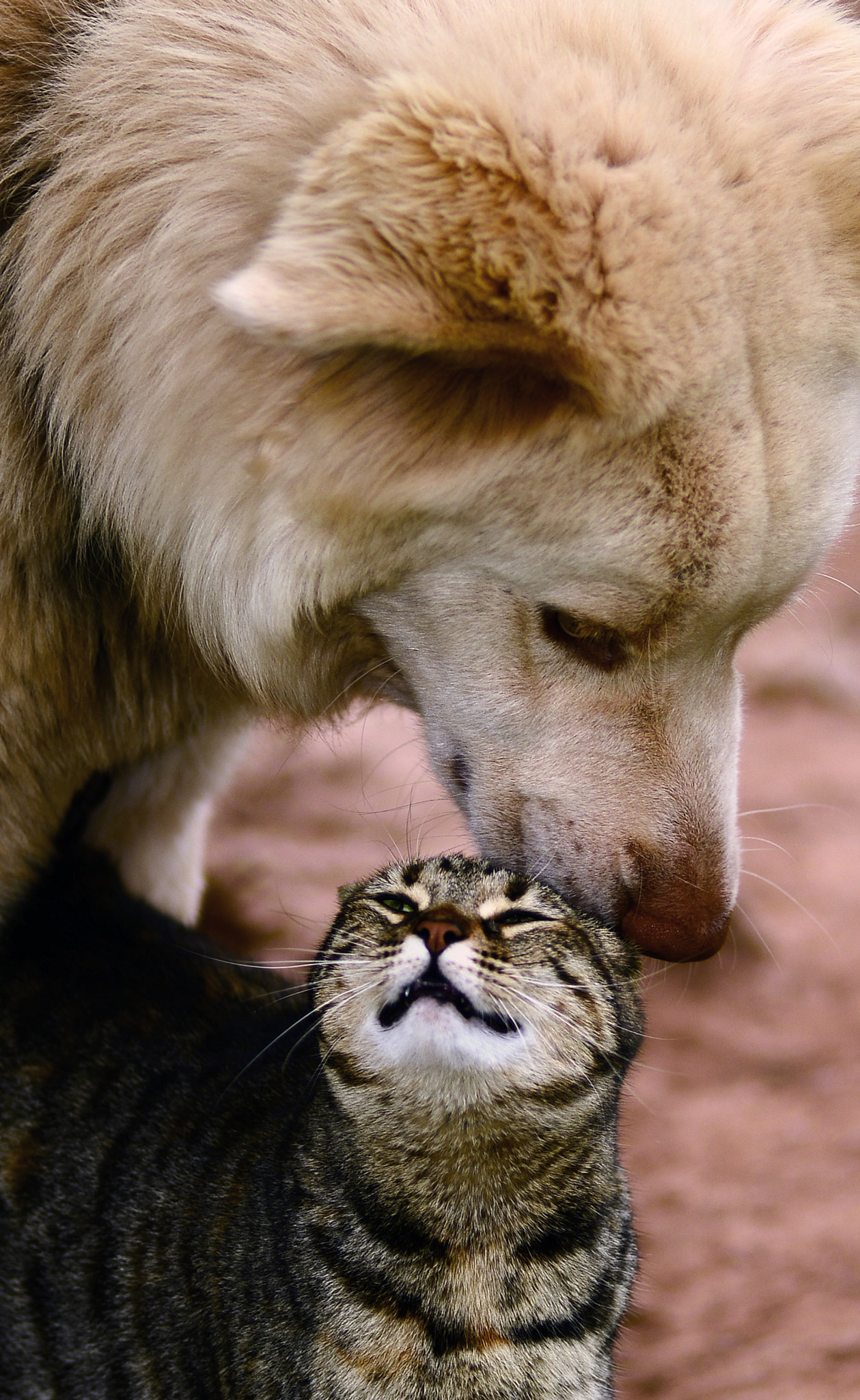 Nikon D800 + AF Nikkor 180mm f/2.8 IF-ED sample photo. True friendship... photography