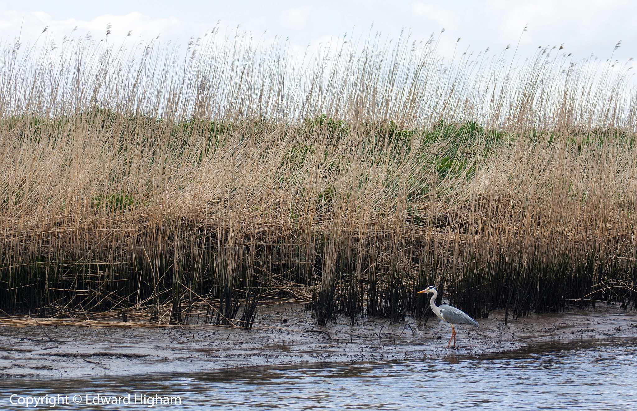 Canon EF 75-300mm f/4-5.6 USM sample photo. Fishing time photography