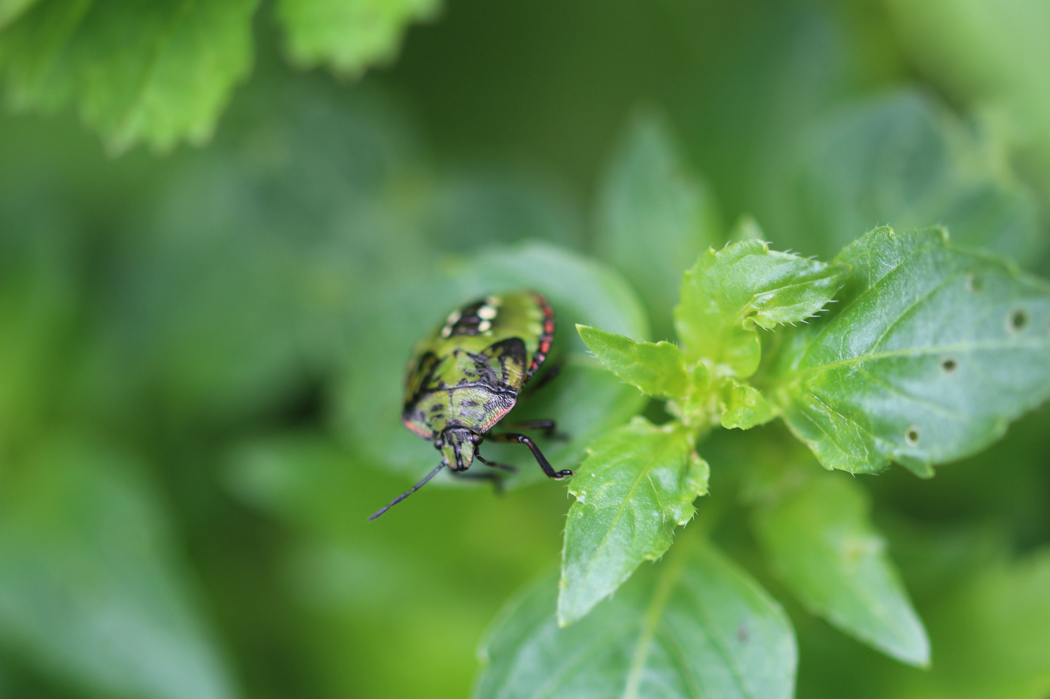 Sigma 105mm F2.8 EX DG OS HSM sample photo. Nature is alive photography