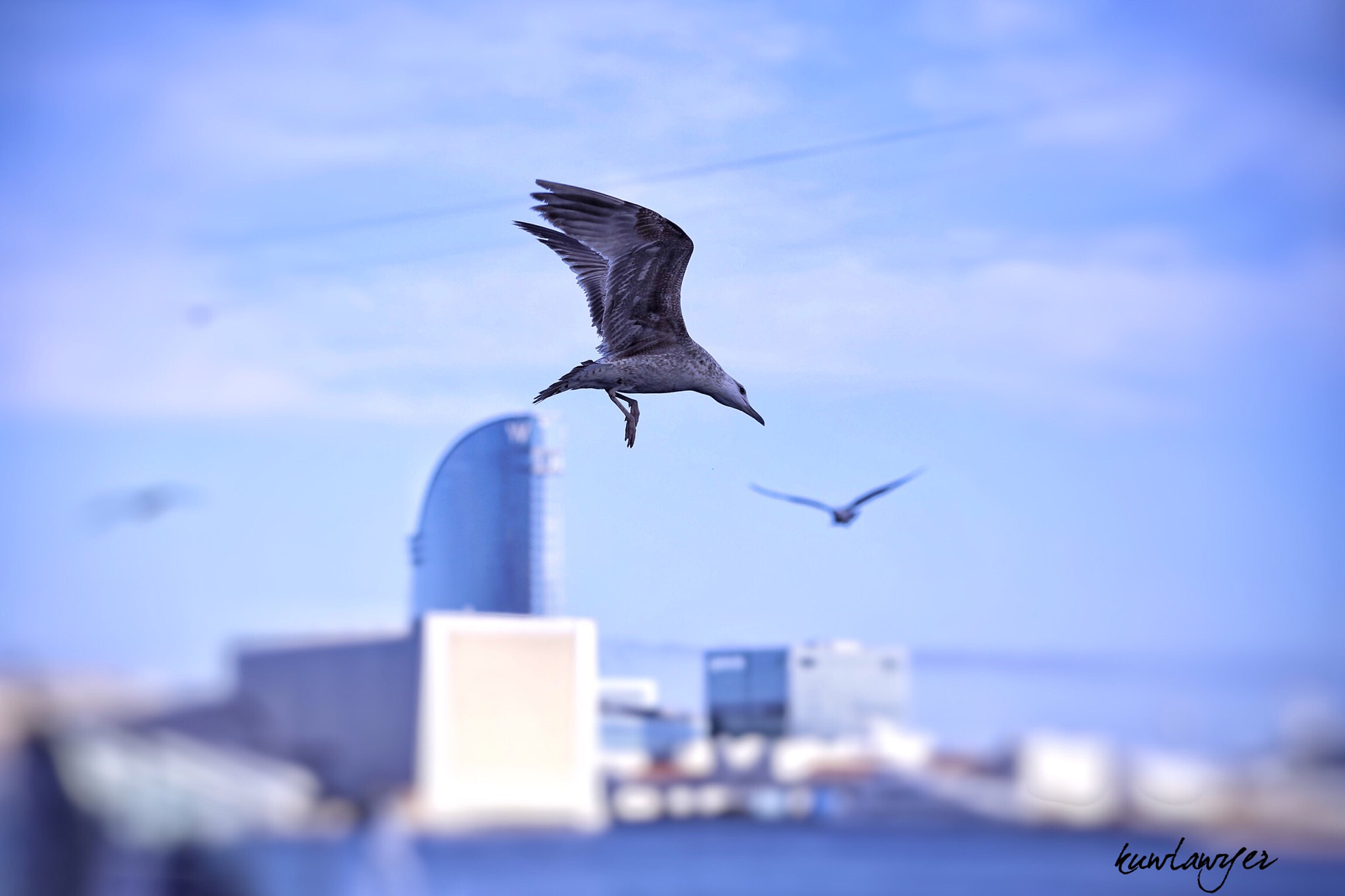 Canon EOS 6D + Canon 70-300mm sample photo. Gull photography