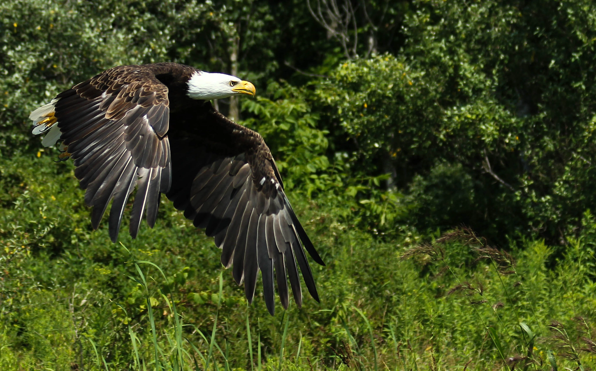 Canon EF 75-300mm F4.0-5.6 IS USM sample photo. Eagle flying photography