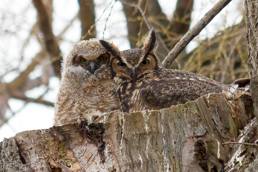 Canon EF 70-300mm F4-5.6 IS USM sample photo. Horned owl & chick photography