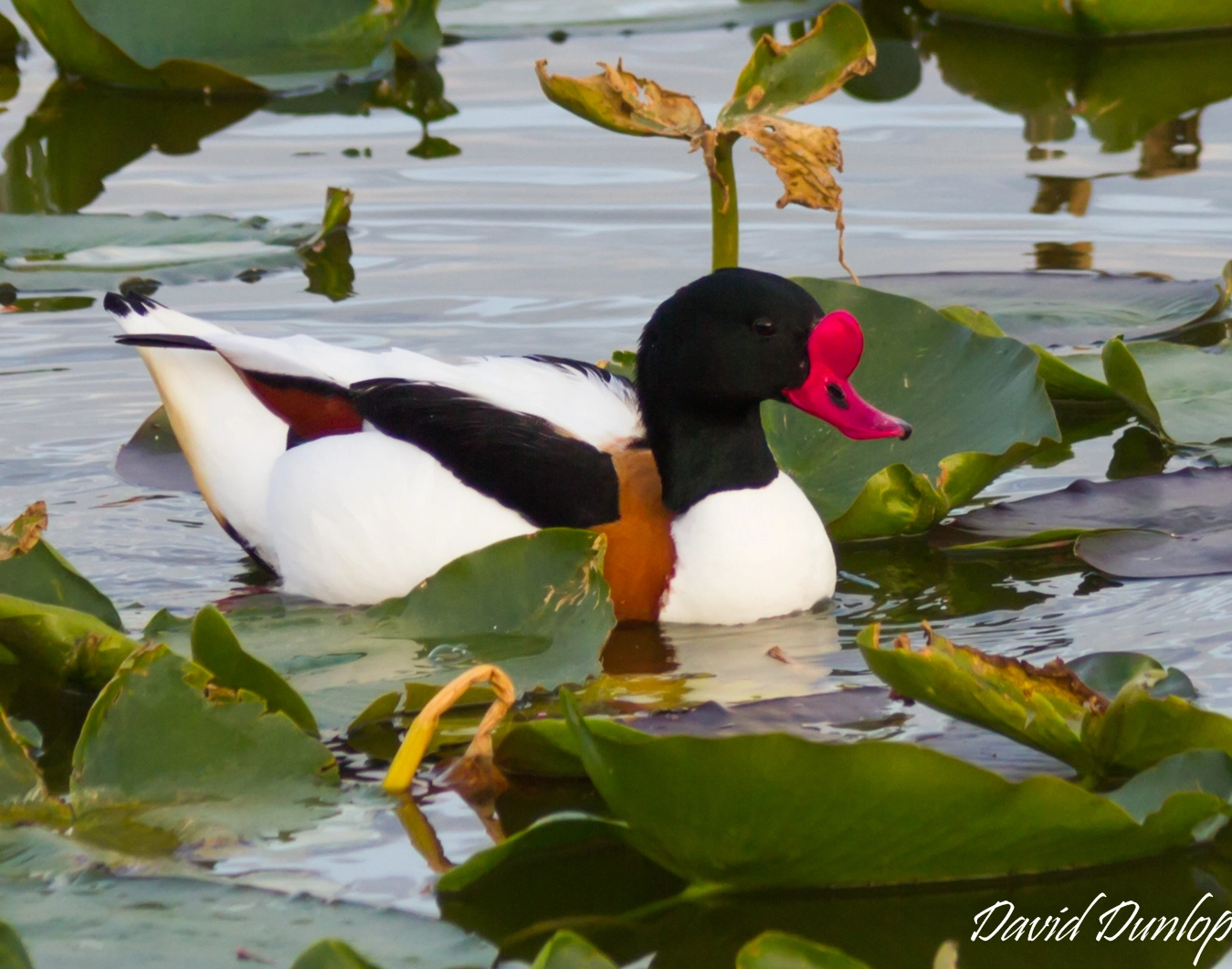 Canon EF 70-300mm F4-5.6 IS USM sample photo. Red billed duck photography