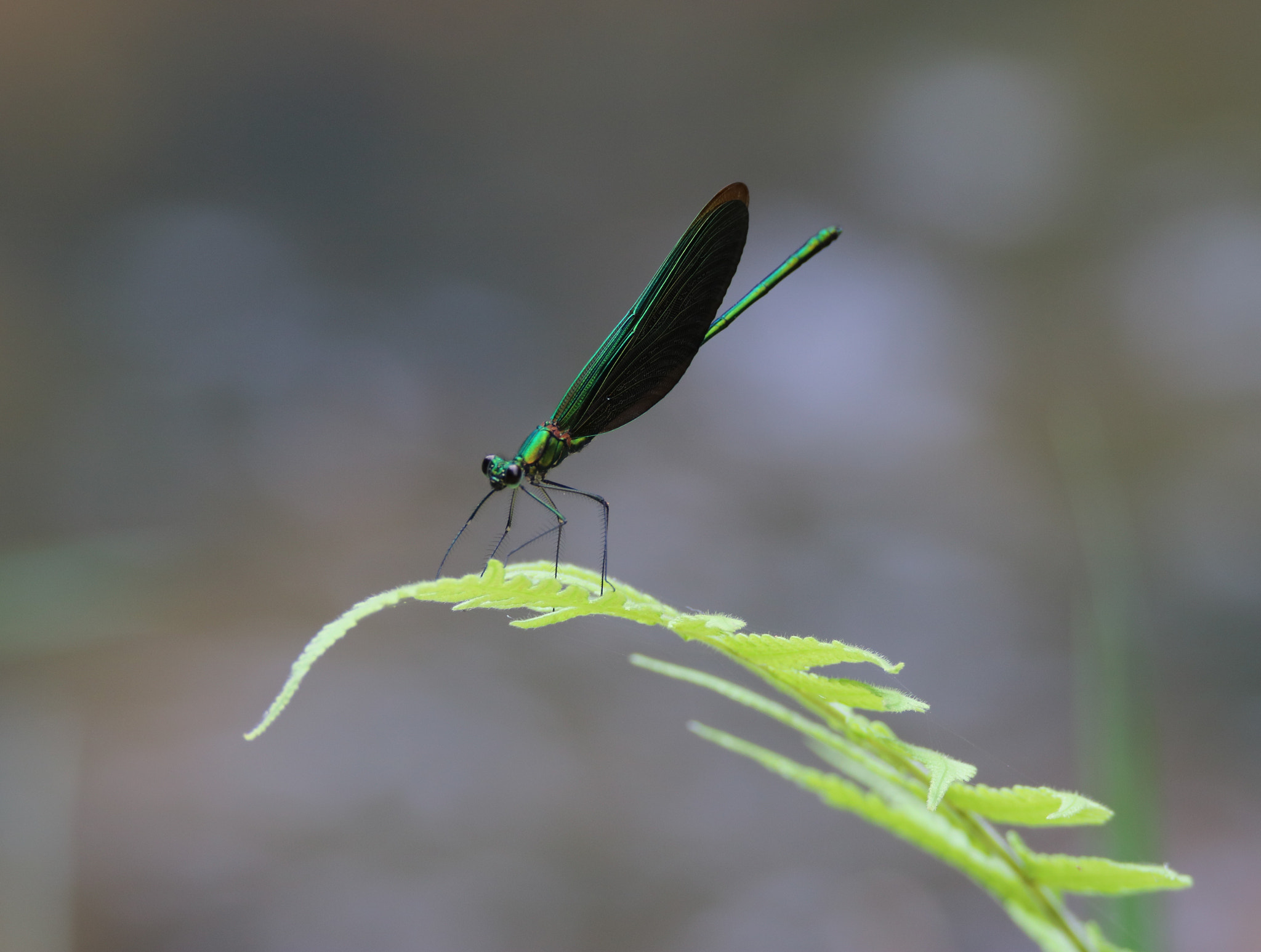Canon EOS 750D (EOS Rebel T6i / EOS Kiss X8i) + Tamron SP 150-600mm F5-6.3 Di VC USD sample photo. Dragonfly photography