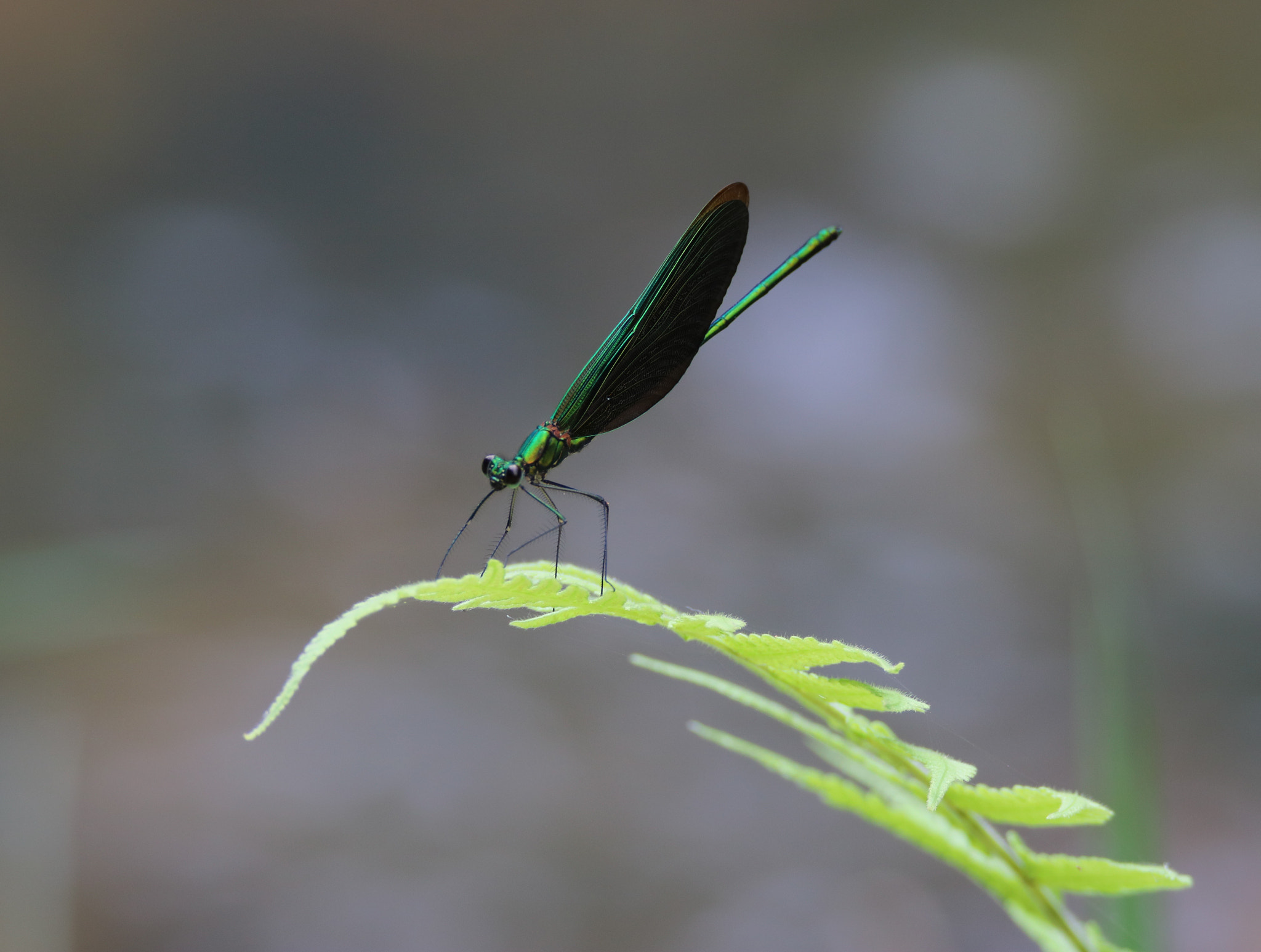 Canon EOS 750D (EOS Rebel T6i / EOS Kiss X8i) sample photo. Dragonfly photography
