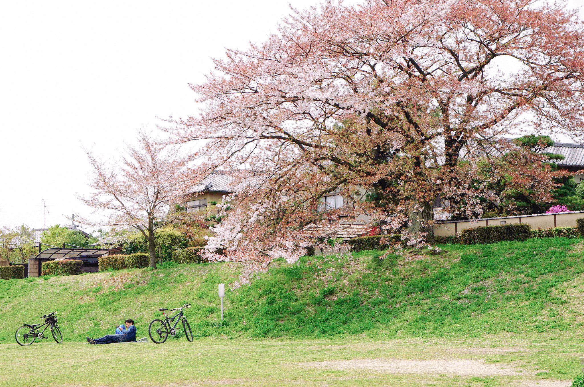 Pentax K-5 + Sigma 17-70mm F2.8-4 DC Macro OS HSM sample photo. Cherrytree by kawa river photography