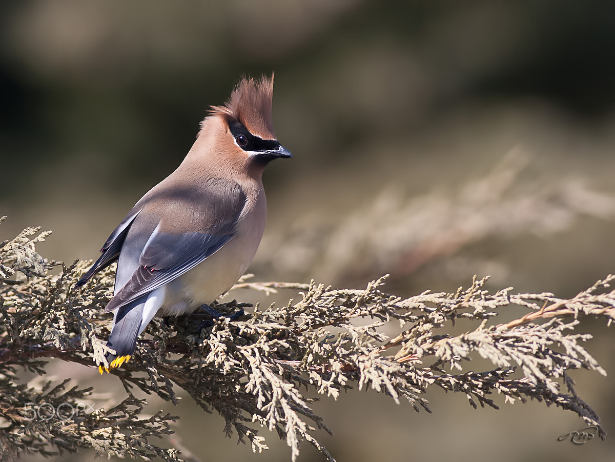Canon EF 400mm F5.6L USM sample photo. Cedar waxwing photography