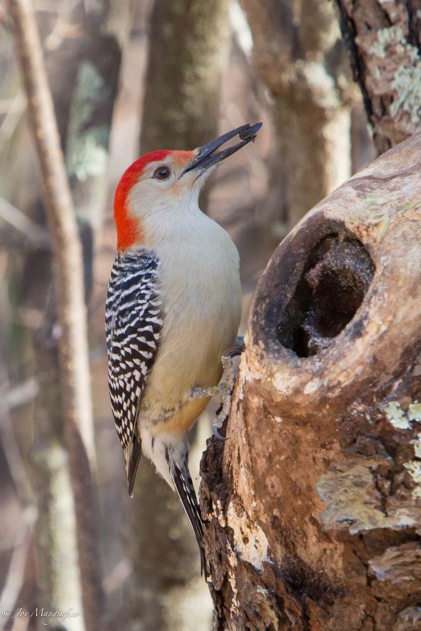 Canon EF 70-200mm F2.8L USM sample photo. Red-belly getting breakfast photography