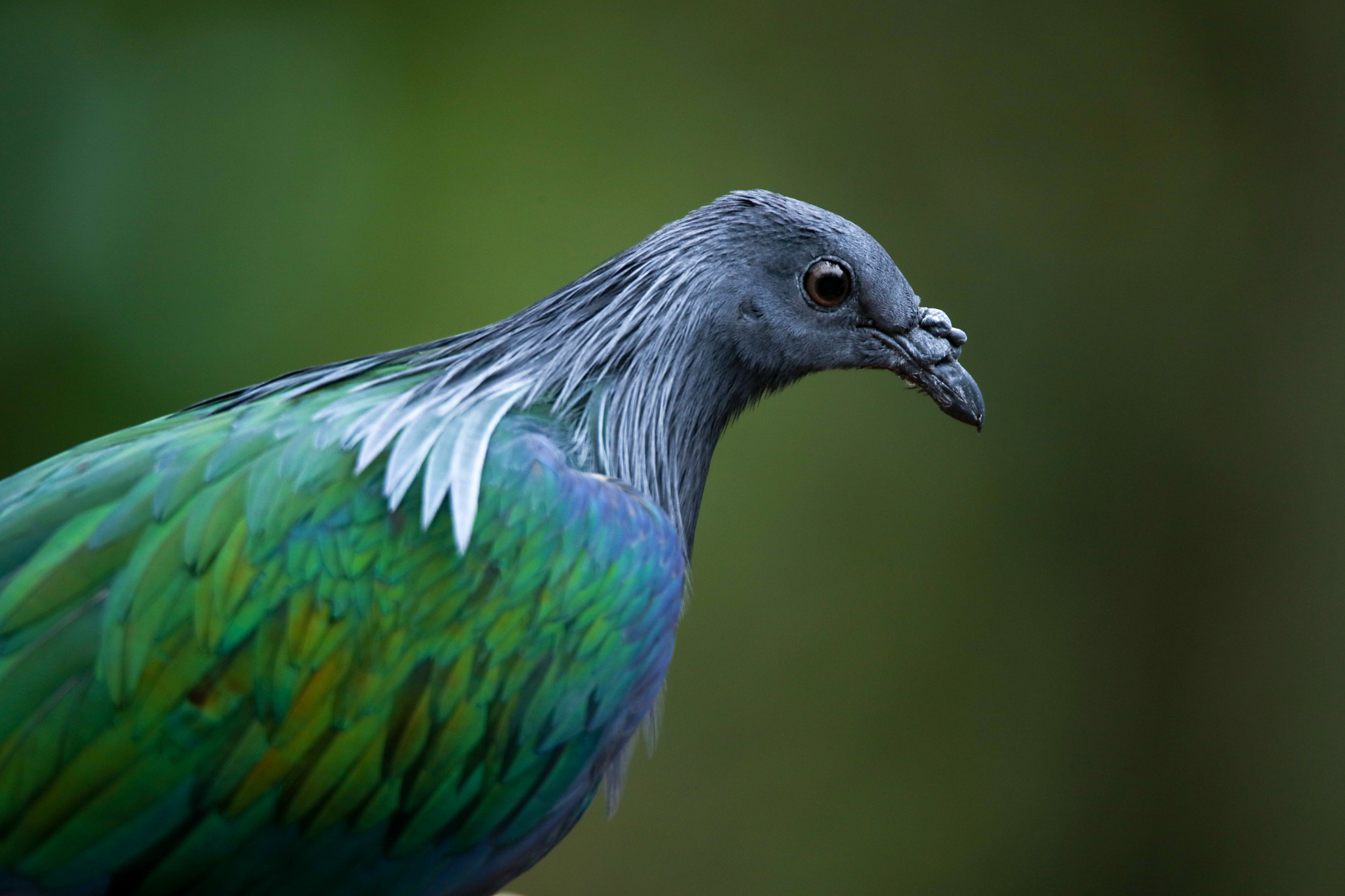 Tamron SP 150-600mm F5-6.3 Di VC USD sample photo. Nicobar pigeon photography