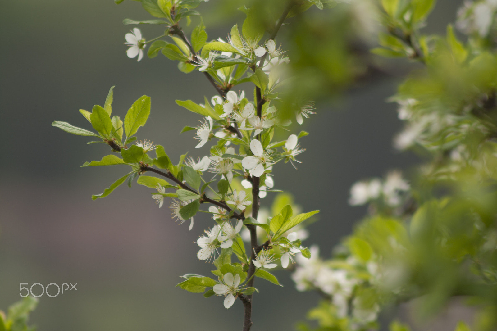 Canon EOS 1000D (EOS Digital Rebel XS / EOS Kiss F) + Canon EF 100-300mm f/5.6 sample photo. Plum tree in spring photography