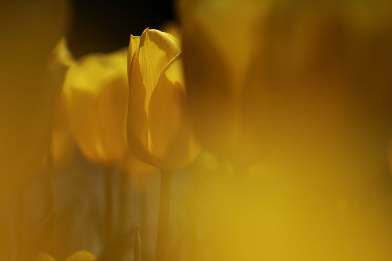 Canon EF 100mm F2.8 Macro USM sample photo