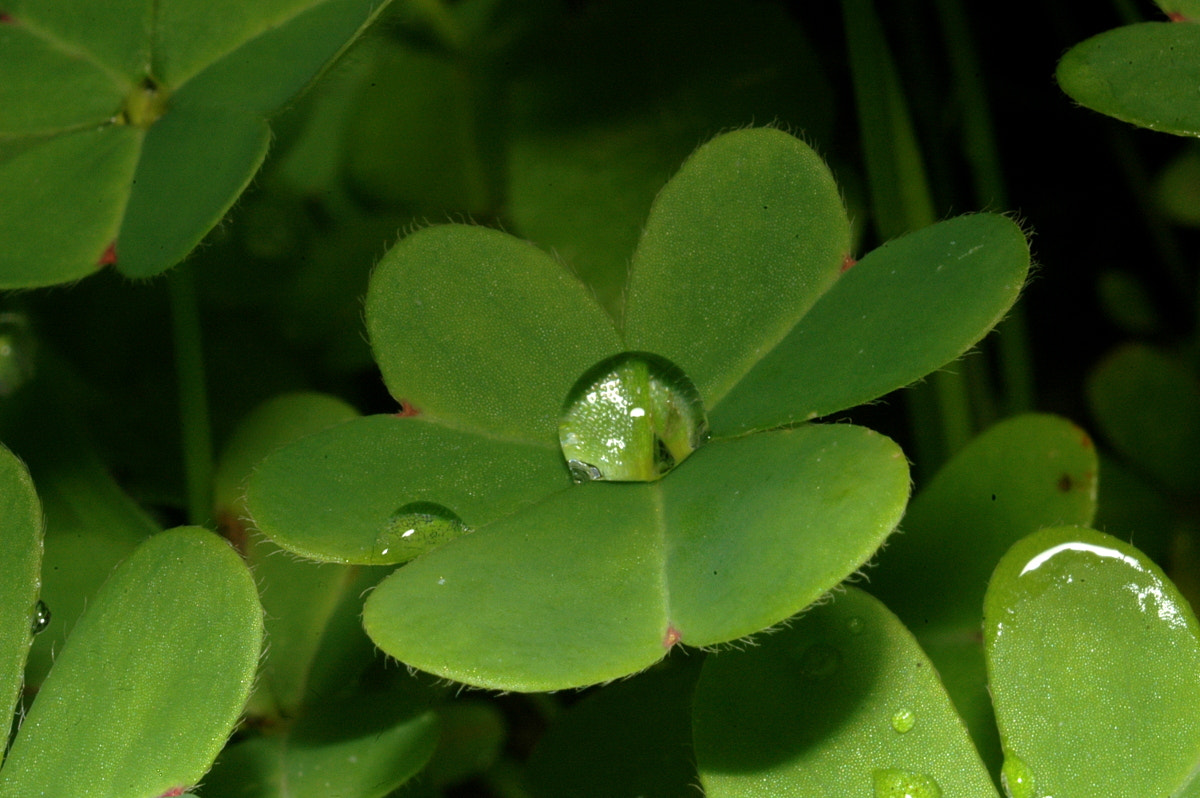 AF Zoom-Nikkor 35-70mm f/3.3-4.5 N sample photo. # photography