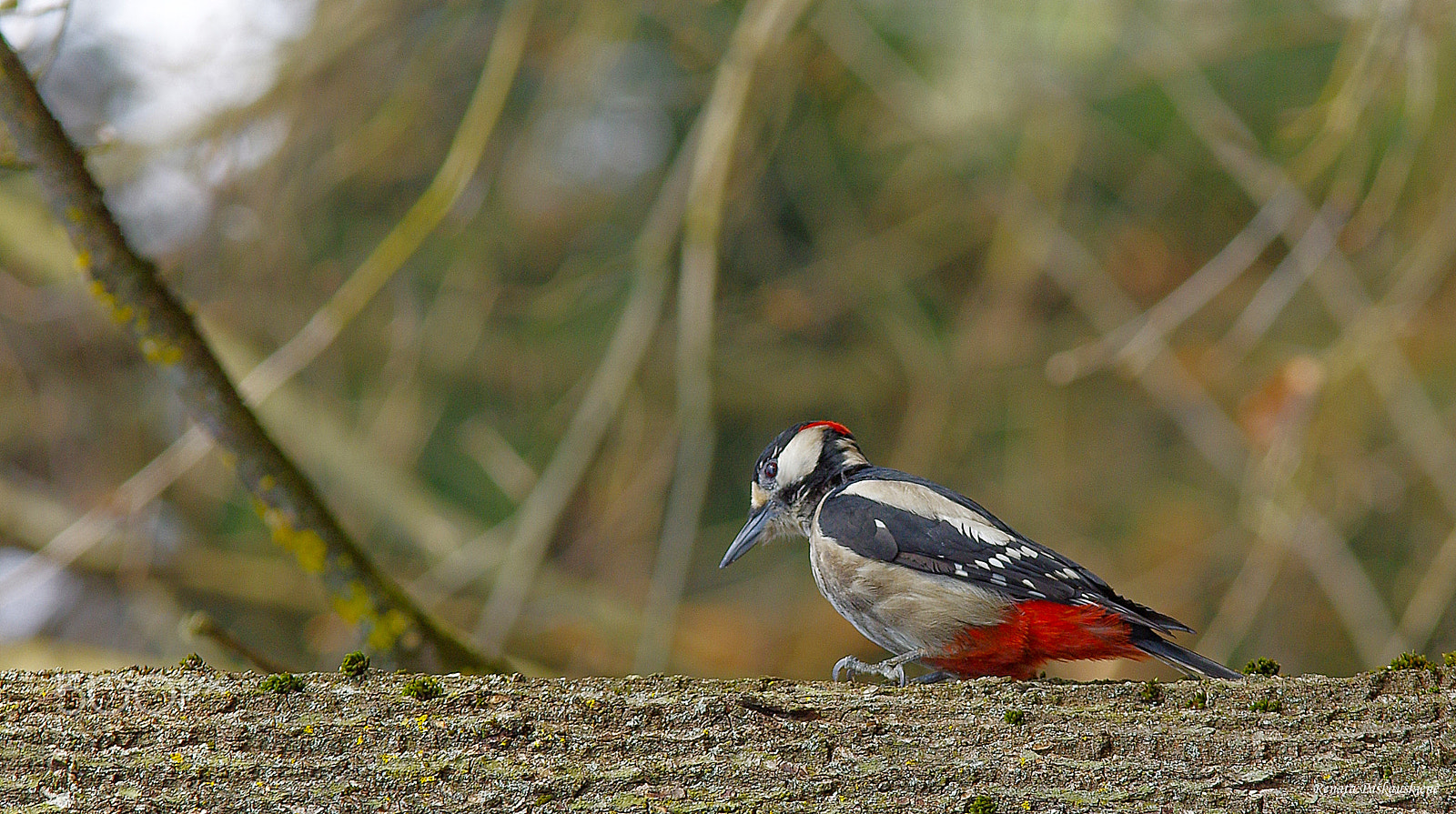 Pentax K-3 sample photo. Bird photography