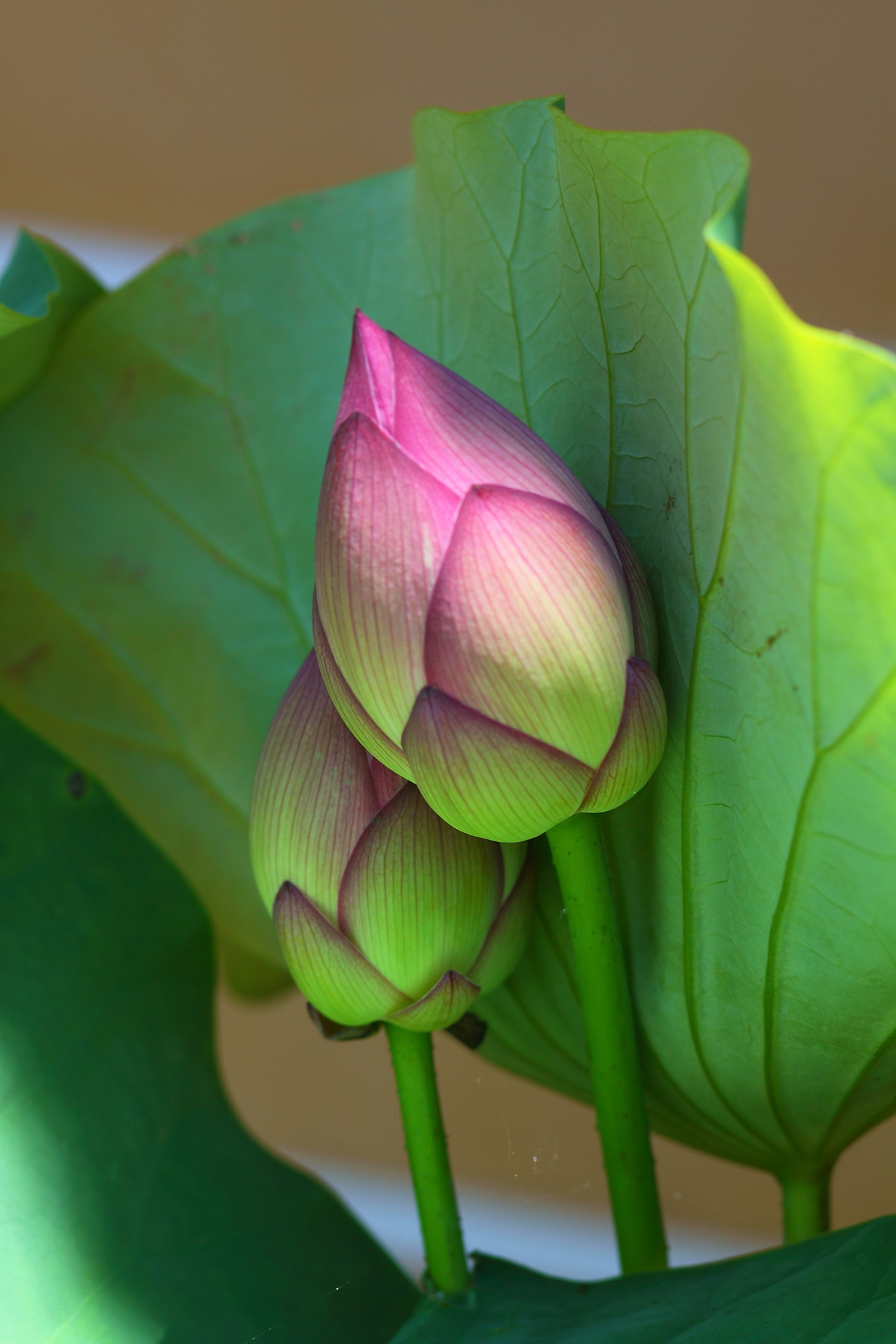 Canon EF 85mm F1.8 USM sample photo. Lotus photography