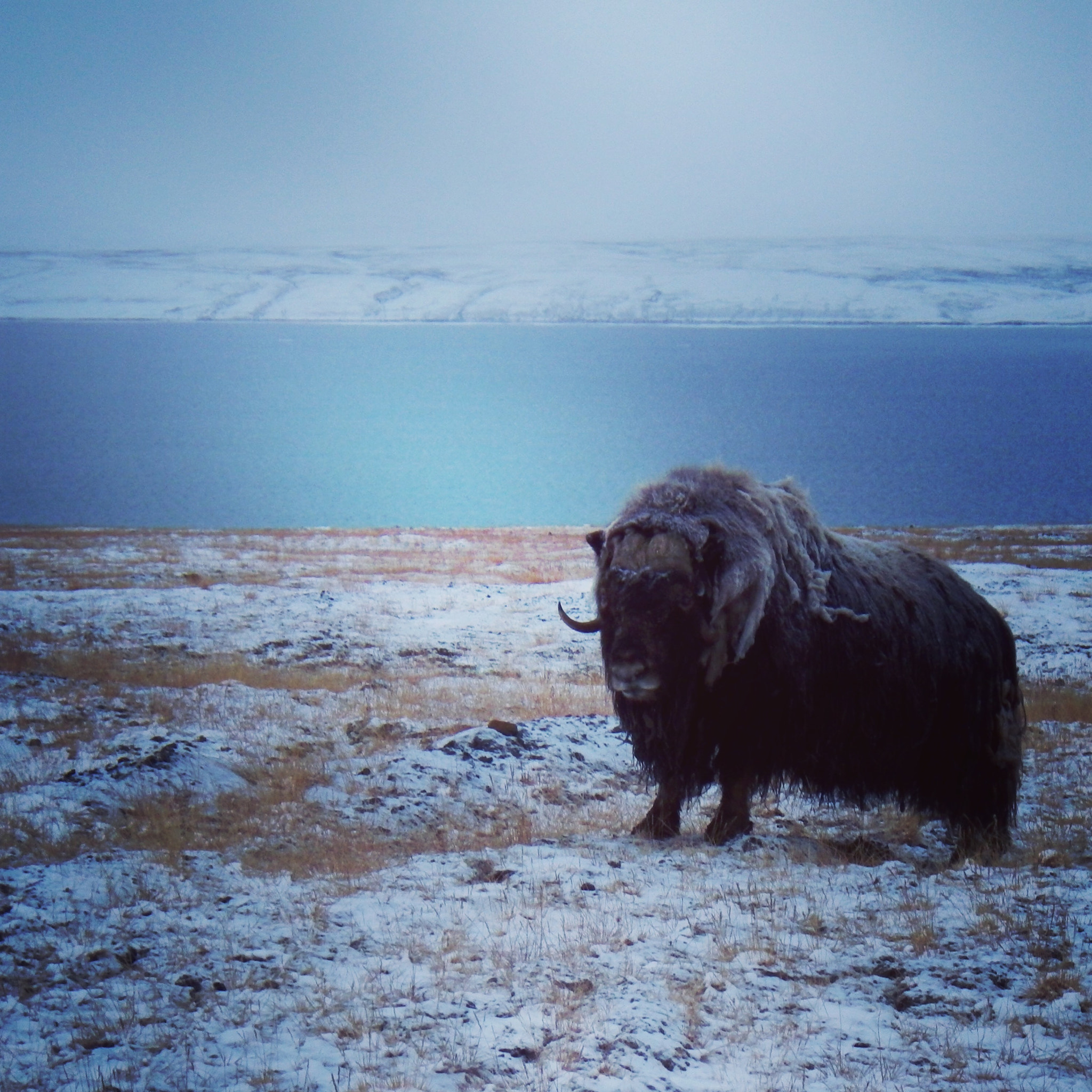 Pentax Optio WG-2 sample photo. Standing alone against the arctic winter photography