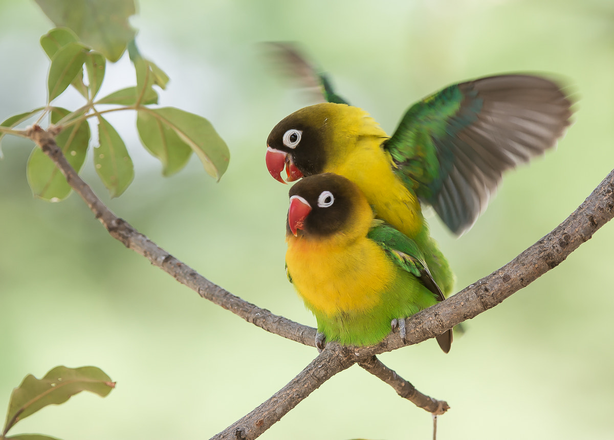 Nikon AF-S Nikkor 200-400mm F4G ED-IF VR sample photo. Yellow-collared lovebirds photography