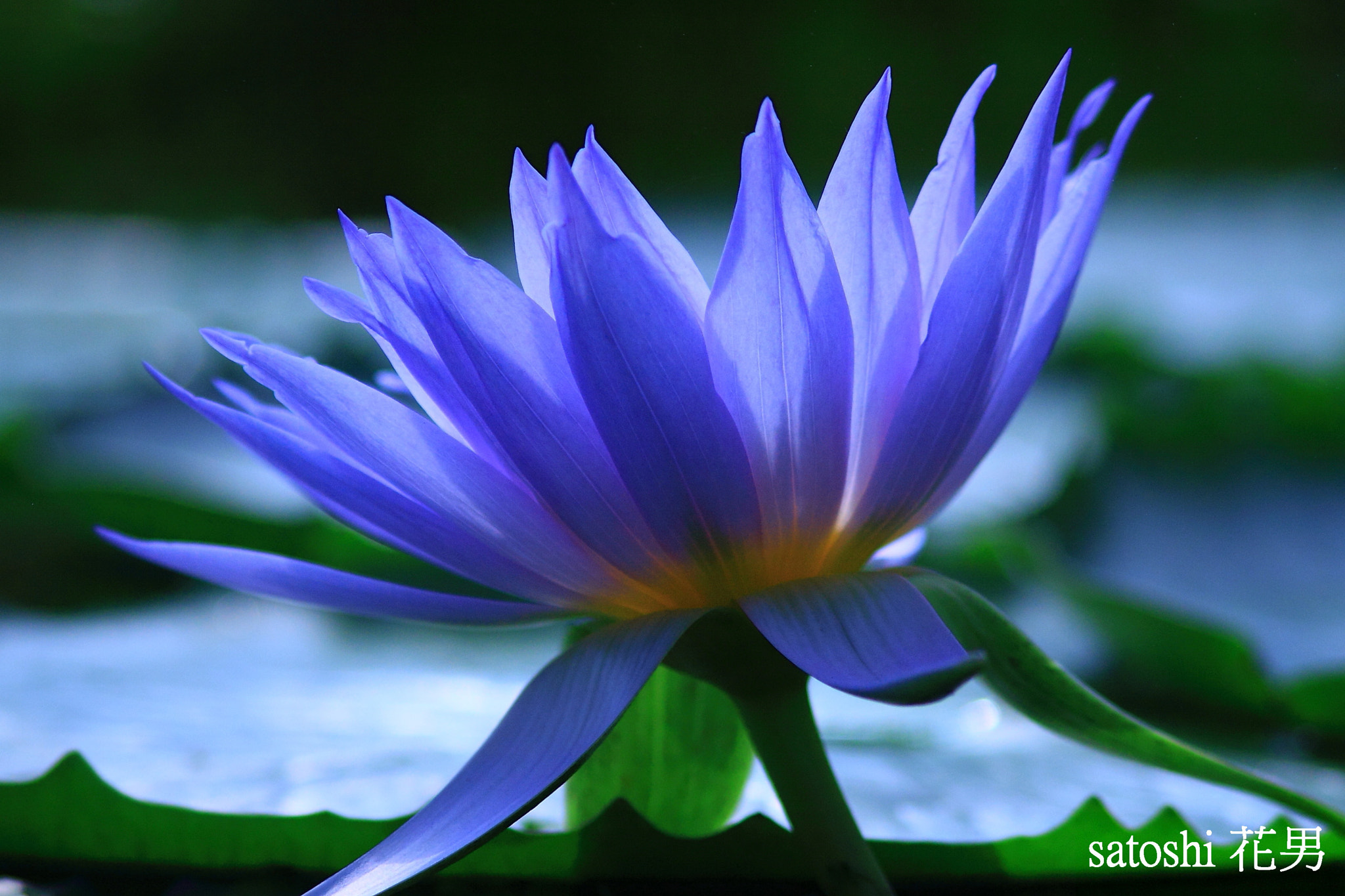 Canon EF 75-300mm F4.0-5.6 IS USM sample photo. Water lily photography