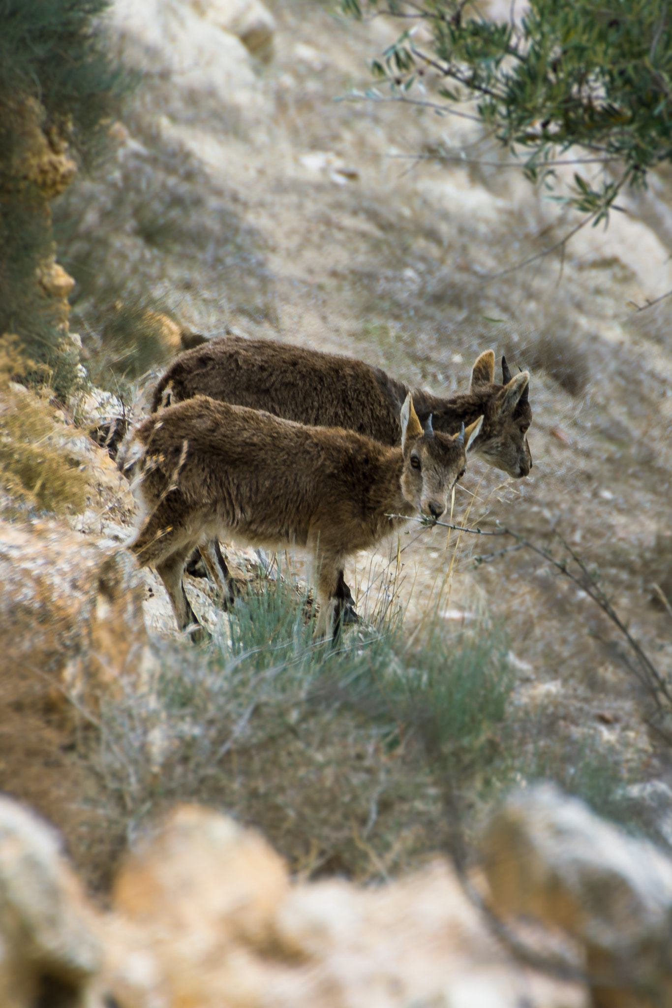 Sony SLT-A77 + DT 18-270mm F3.5-6.3 sample photo. Cabras photography