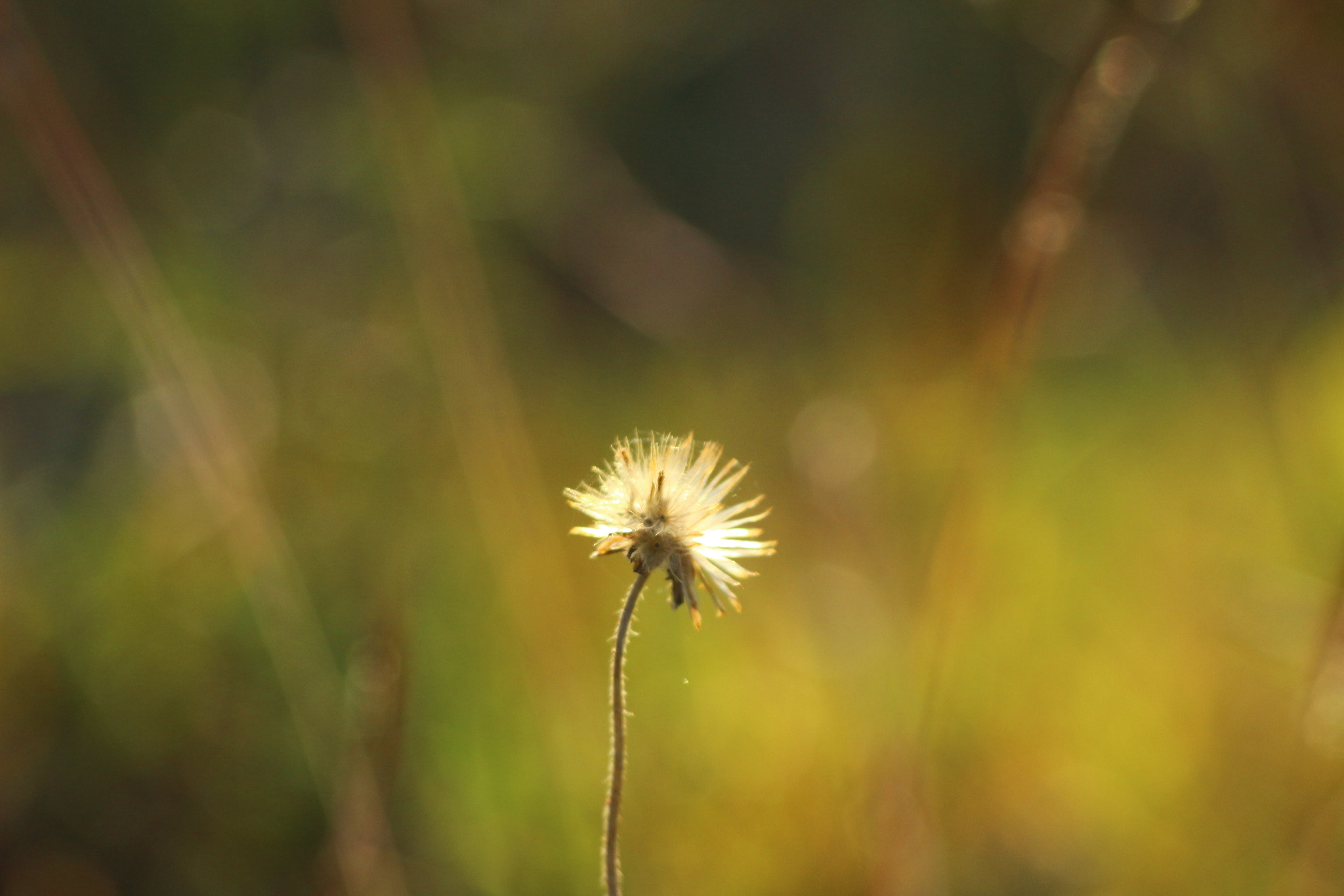 Sigma 70-300mm F4-5.6 APO DG Macro sample photo